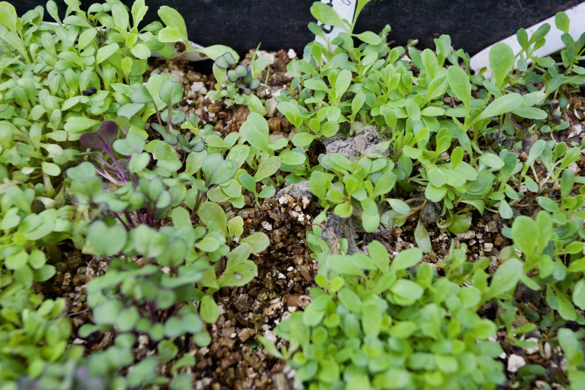 Lettuce thickly sown in a tray, and we have pricked some out already. This is to show how thick sowings can quickly rot and decay from lack of air movement.