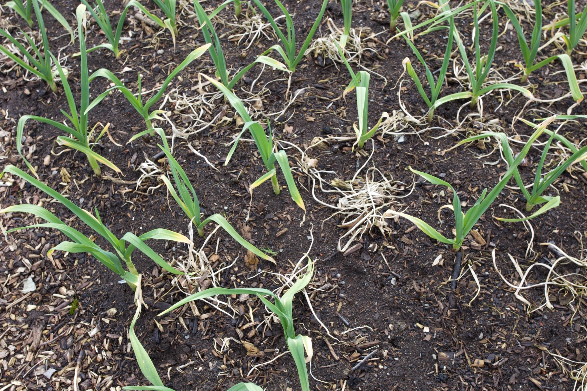These garlic look alright for the middle of March, despite some leaf yellowing. The white stems are mustard killed by frost. I love to see how they're being pulled into the soil by earthworms who create this circular pattern as they pull them down, and there is a large worm hole in the middle of each white clump.
