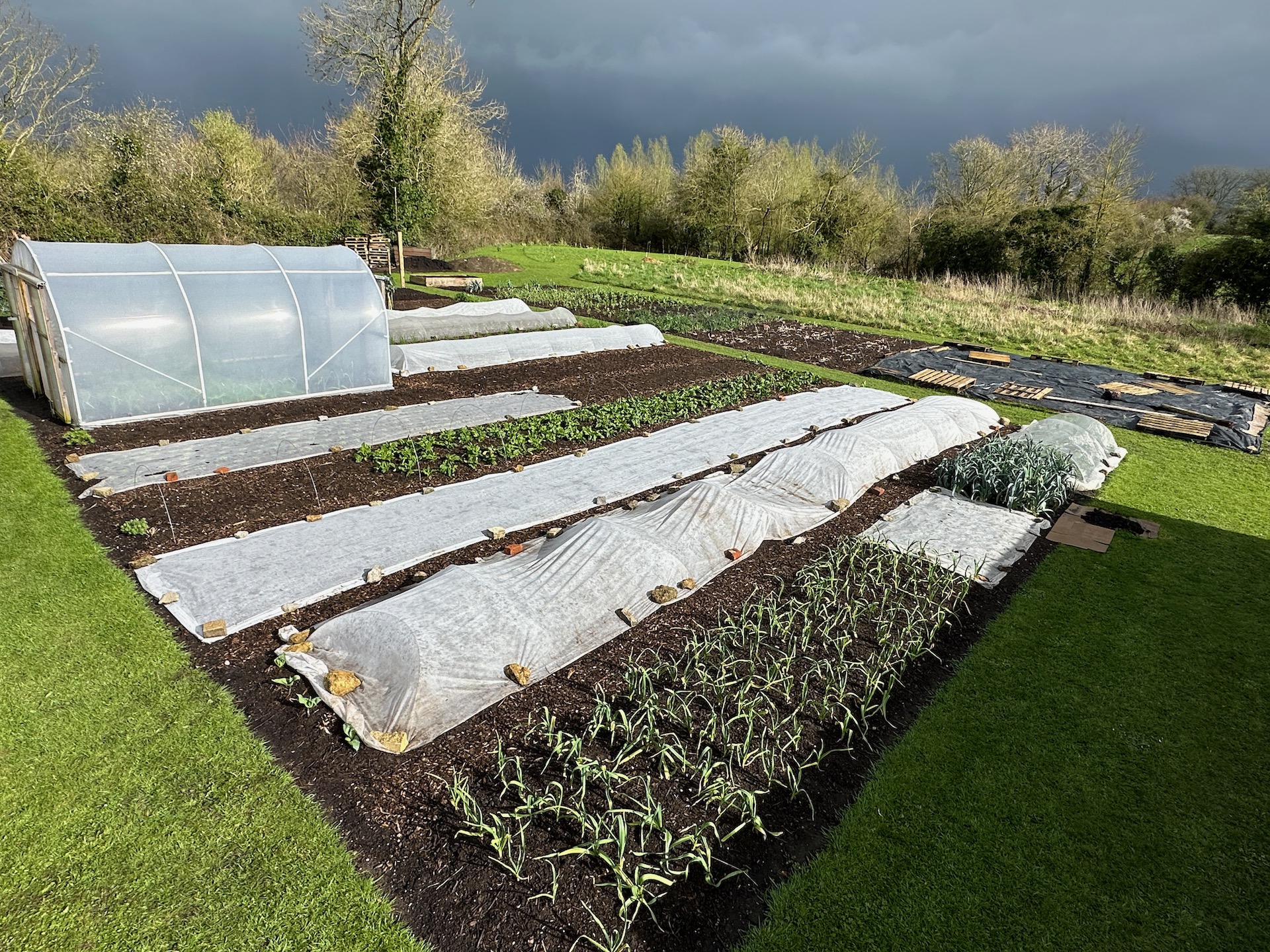 Garlic closest then carrots sown, onions transplanted with 25gsm fleece on top, spinach overwintered, and the rain has passed for a moment