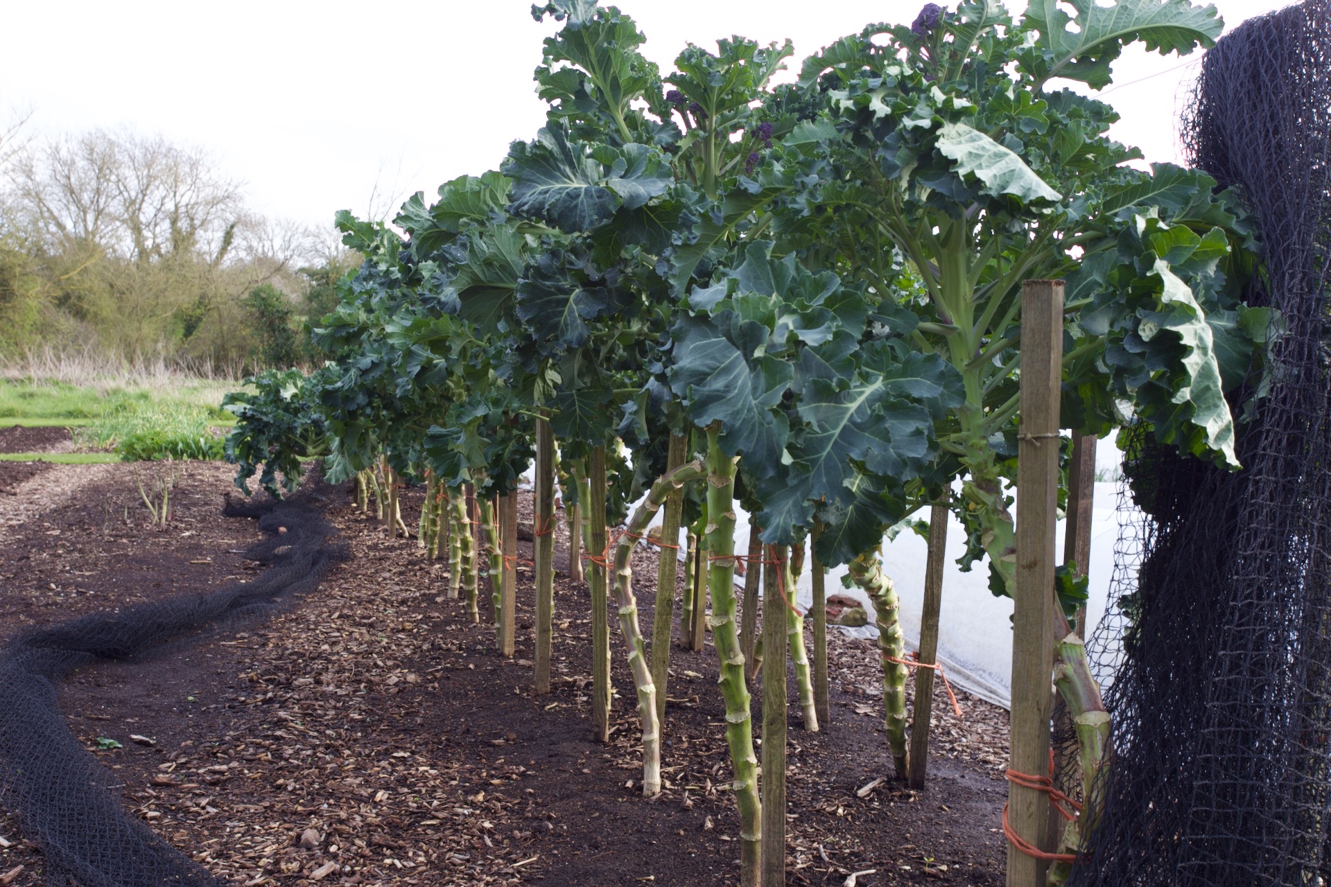 Purple sprouting broccoli Claret F1 sown at summer solstice and we planted it here 8.5 months ago, it has thrived in the rain and good soil, has cropped for three weeks already