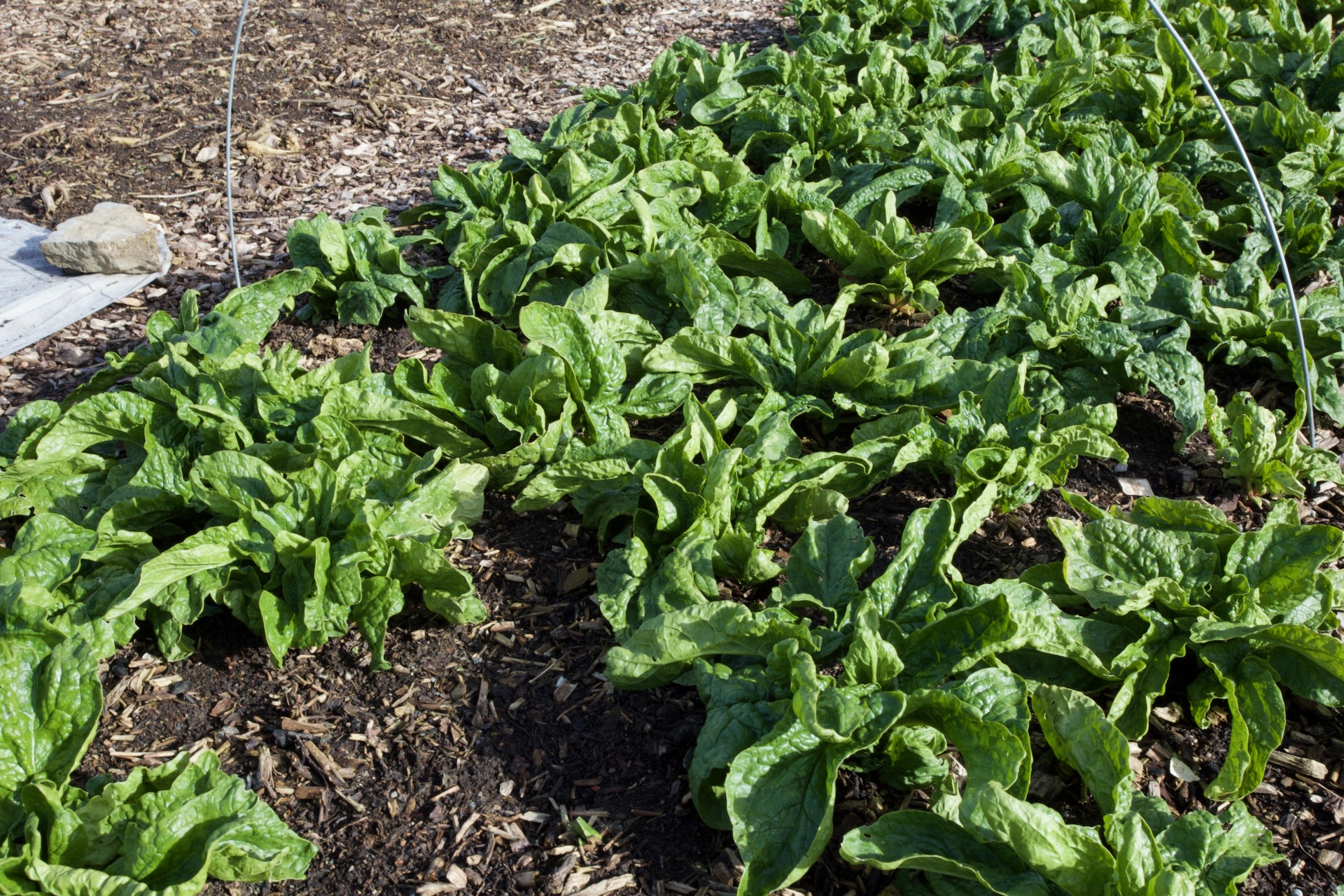 Spinach Trombone F1 photographed 1st April, sown and planted August 2023, in the ground seven months