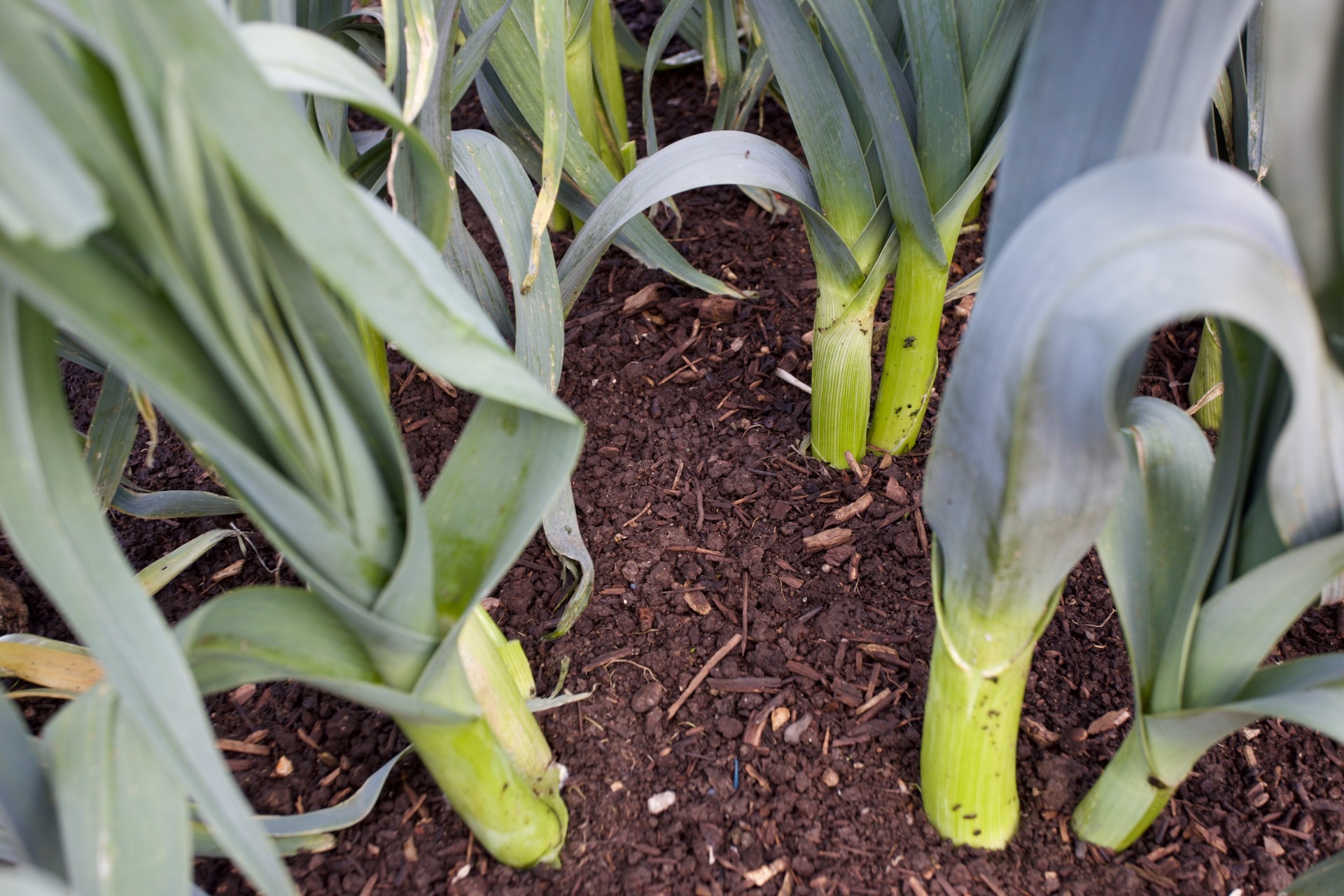Leeks Bandit from homesaved seed are one year since multi-sown, nine months since planted