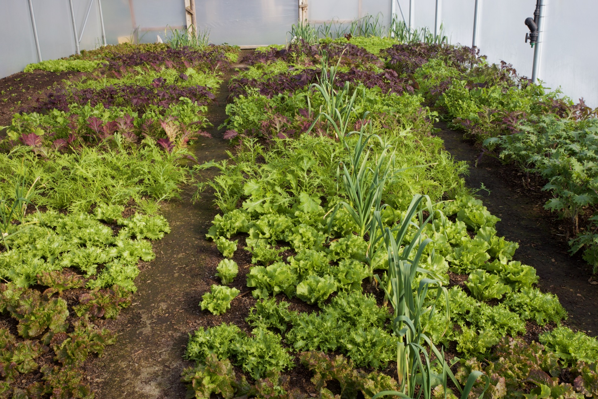 1st April, polytunnel salad and garlic 5.5 months in the ground, will crop salad leaves for another month