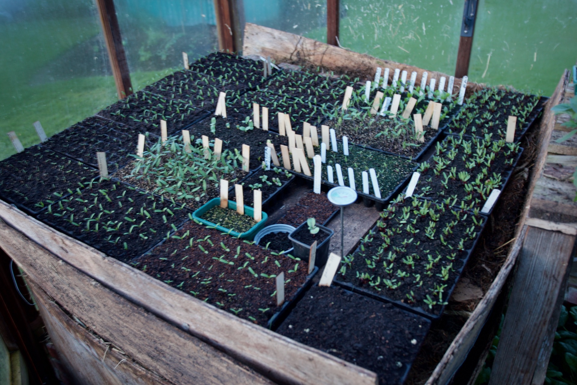 Greenhouse hotbed on 1st April with tomato seedlings in need of potting on, marigolds pricked out and more beetroot sown