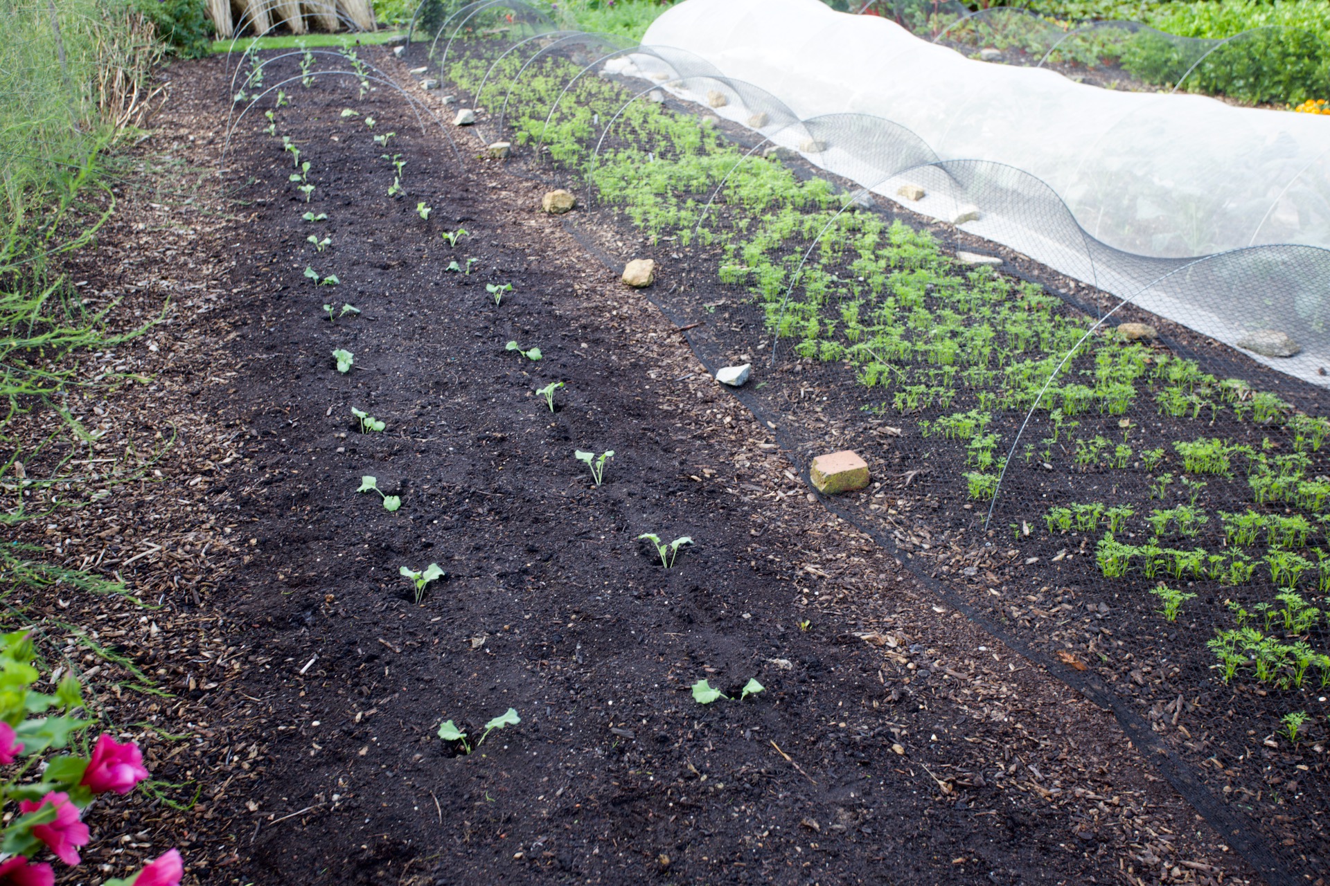 17th July 2023. New transplants after beetroot of purple sprouting broccoli 33 plants, calabrese far end. On the right are June-sown carrots.