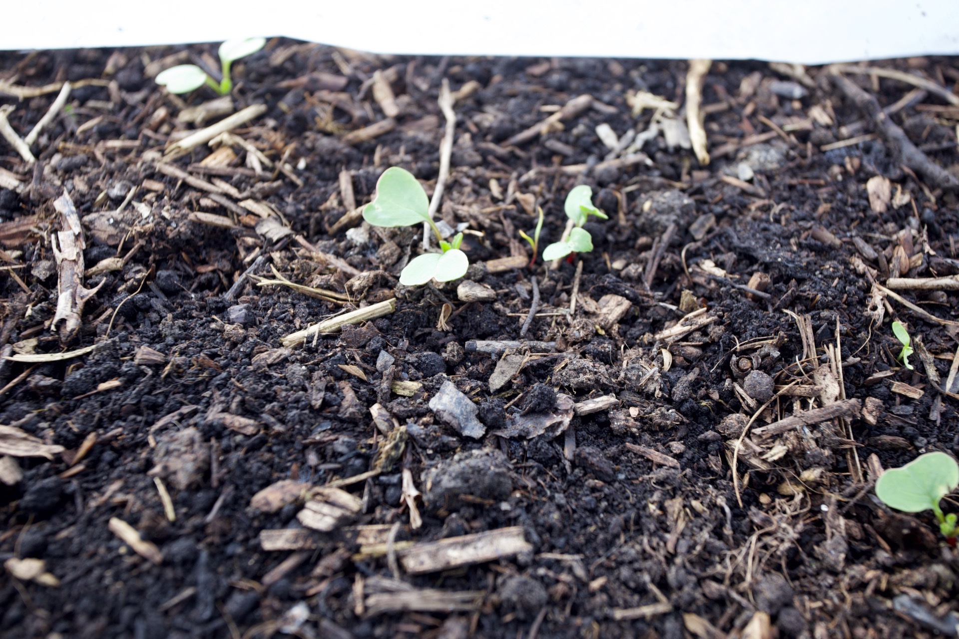 Spot the tiny carrot seedlings between radish. Carrots are vulnerable to slugs when so small as this