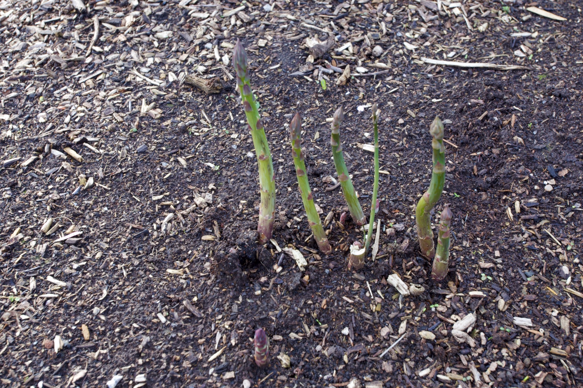 Asparagus Ariane F1 from seed, two years since sown and I planted it June 2022. The nearby crowns show nothing so far