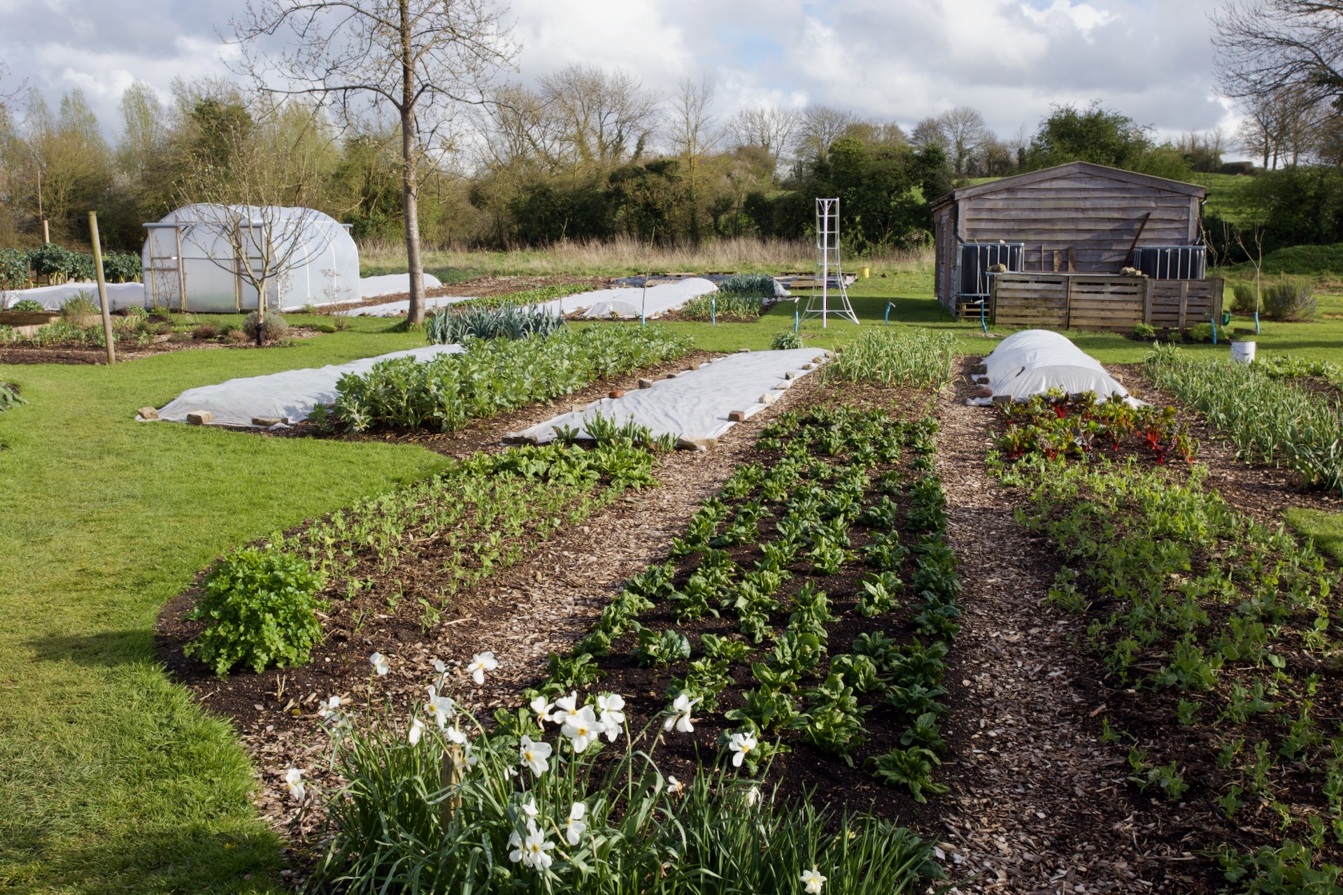 Photo 1st April showing how much growth is already happening. Peas on either side of the spinach are close-planted for harvests of shoots. No dig makes early planting easier, however much it has rained.