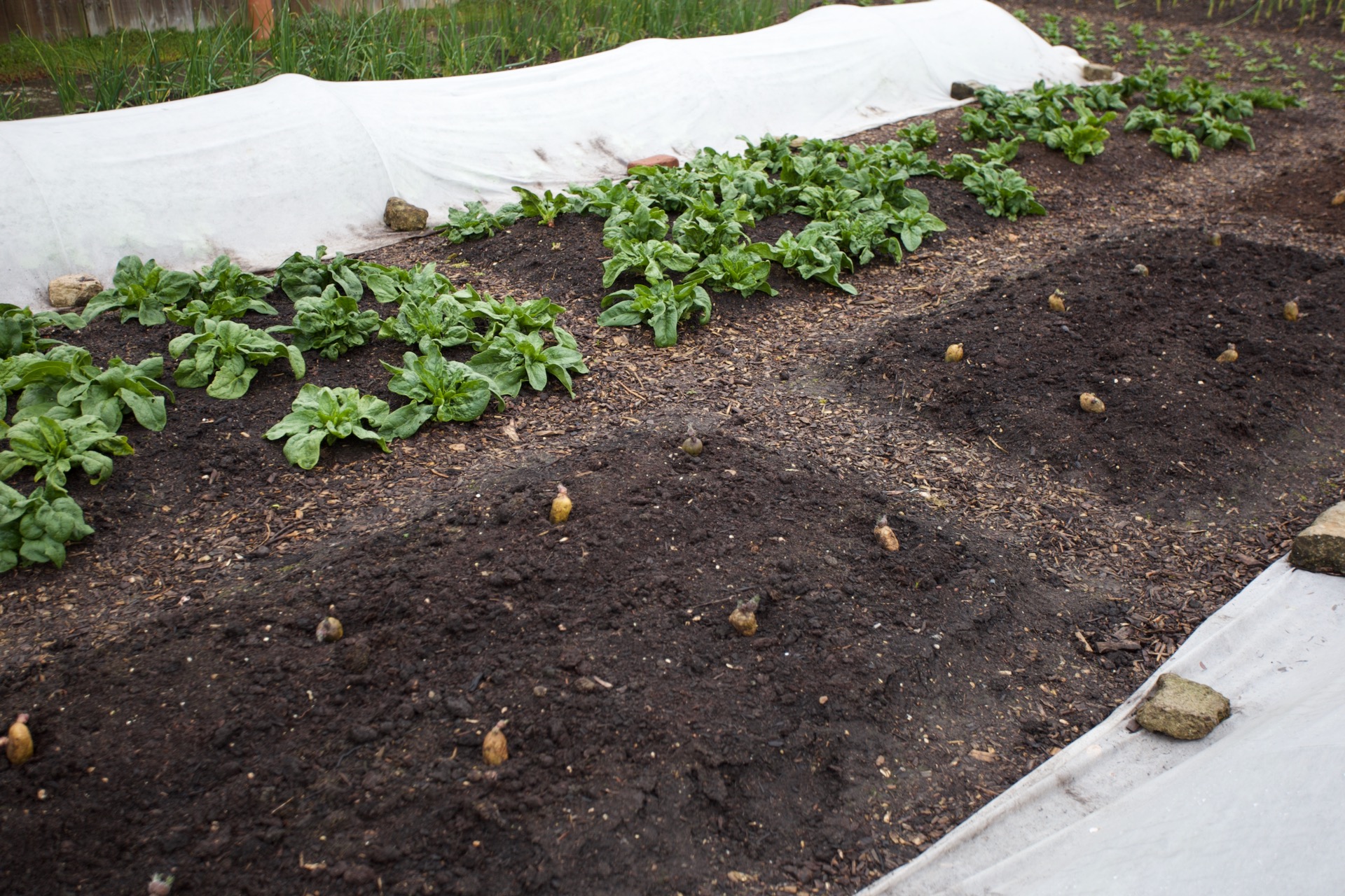Potato spacing just before planting beds of 1.2 x 2m so the spacing is 50 x 40cm approx