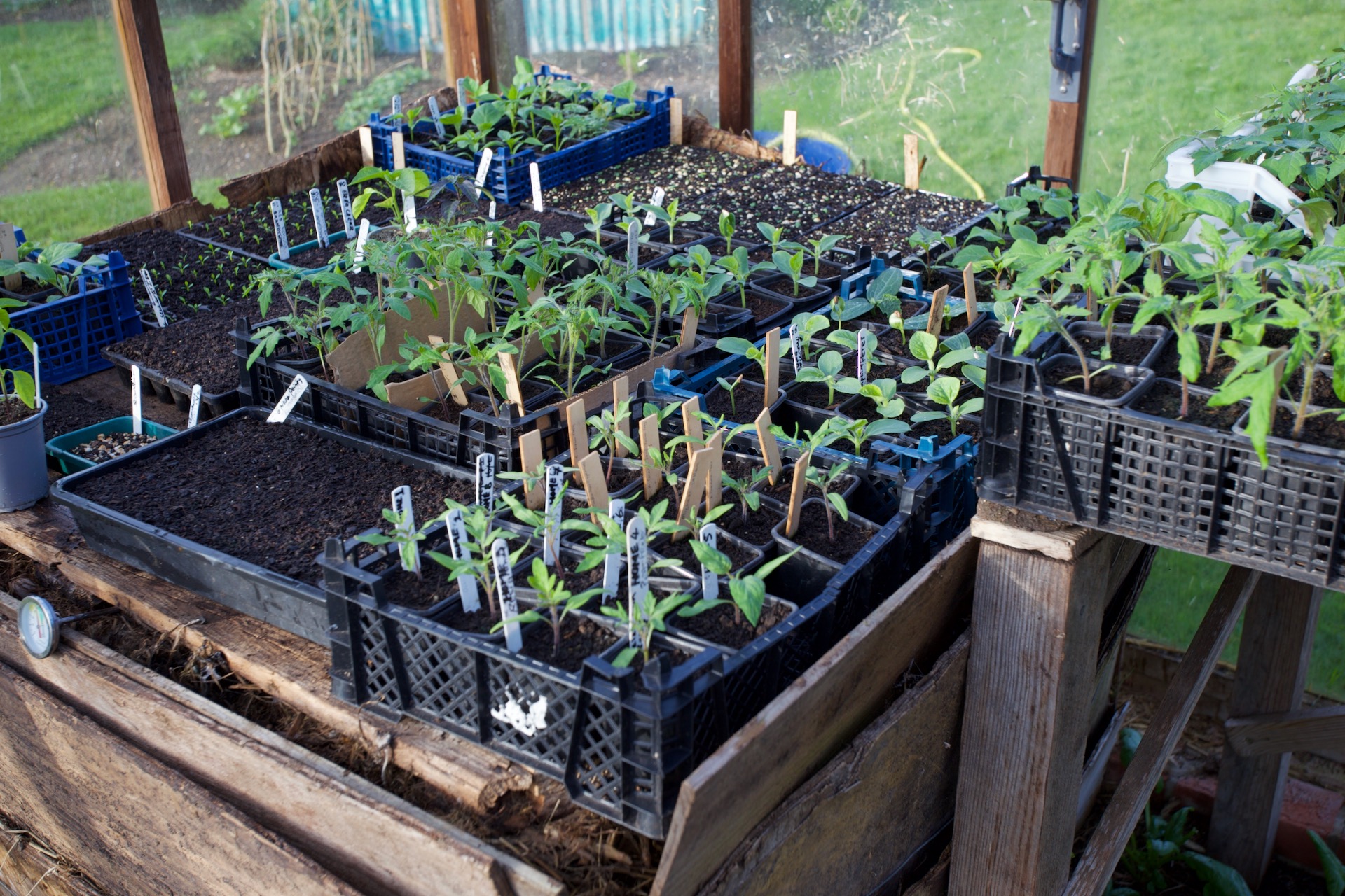 Hotbed 14th April with leeks sown, celeriac pricked out and melons potted on, tomatoes mostly one month old. The temperature just under the pallet is around 30°C, 86°F.