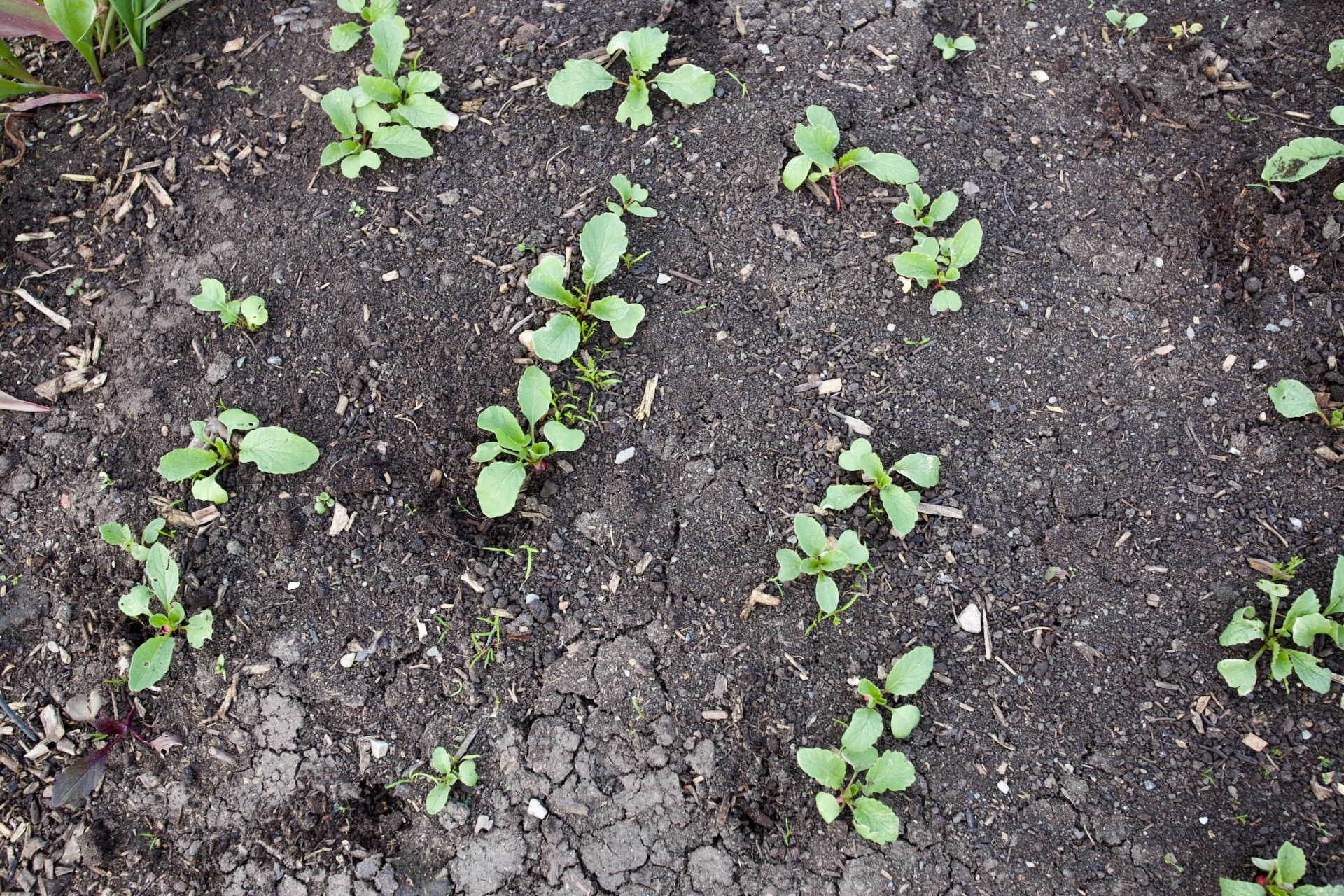 it has been the most difficult spring for starting carrots, because the abundance of slugs quickly hoovers up their first tiny leaves. The only ones to succeed so far at Homeacres are these from home saved seed, which must be stronger.
