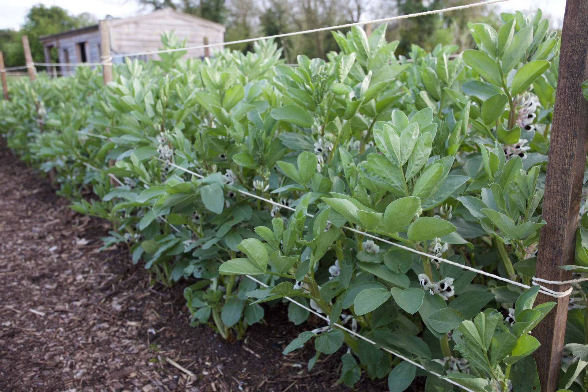 Broad beans sown 27th October, photo mid-April. In two weeks I shall pinch off the tops to encourage existing flowers to grow into pods, which should be ready by the end of May. This is the strongest growth I ever saw of beans at this time of year, thanks to the mild winter and good soil.