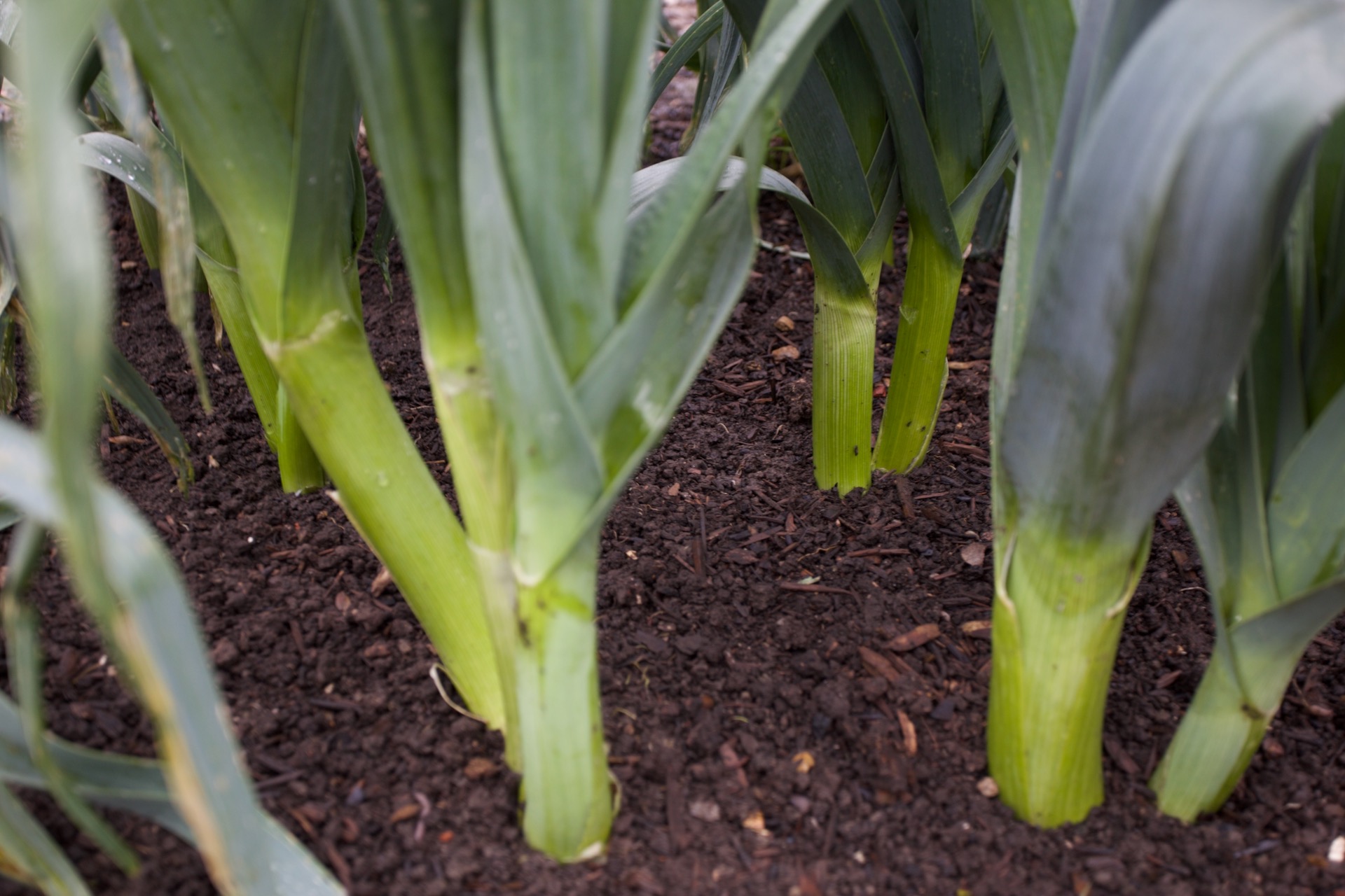 Bandit leeks sown last April are still swelling nicely, 10th April. They will start to make a flower stem soon, edible at first then turning woody by about the middle of May.