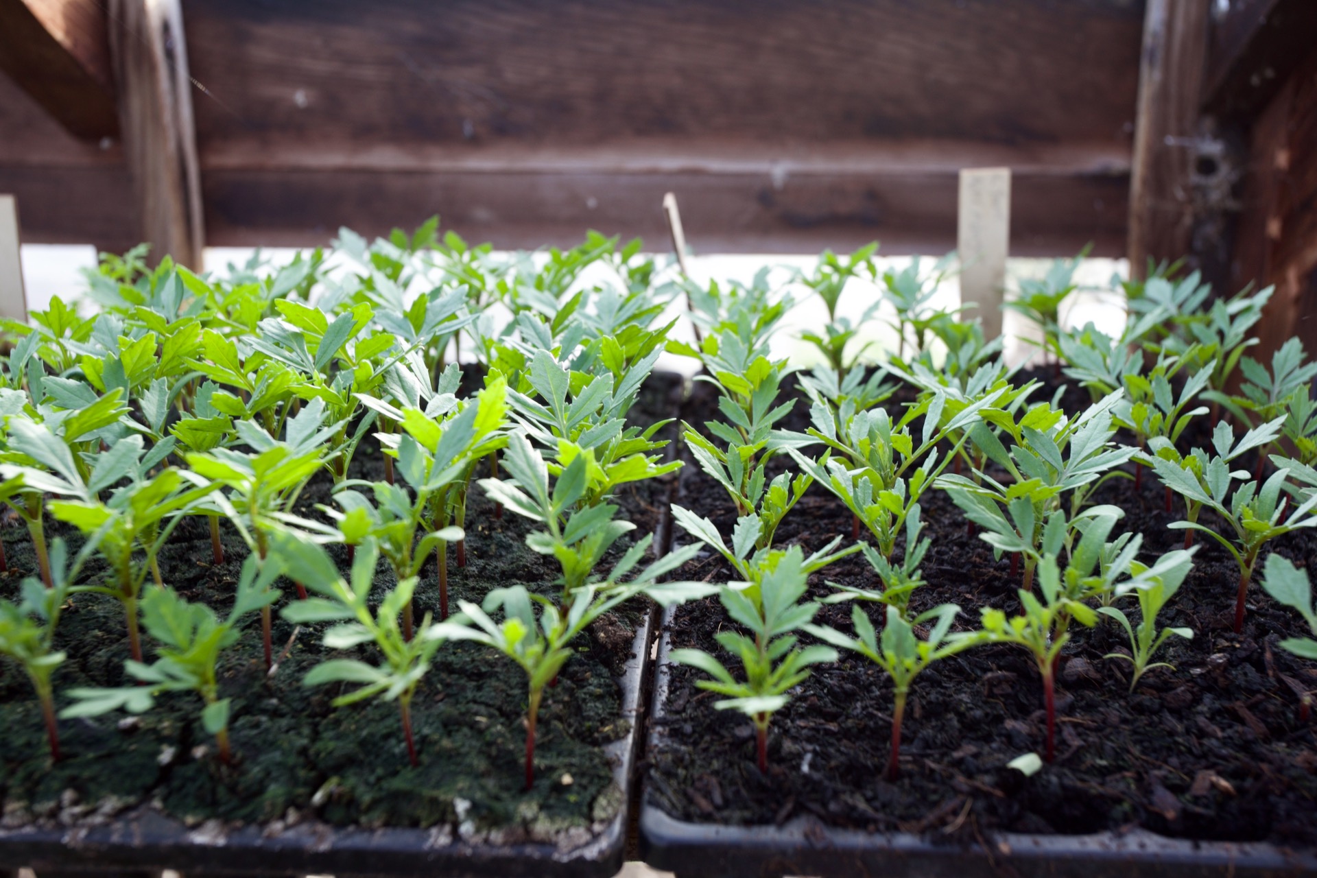 Dwarf French marigolds sown 25 days earlier in a seed tray and pricked out when a week old, at two leaf stage. They are in my CD module trays and the compost is half homemade, half Pete's peat free.