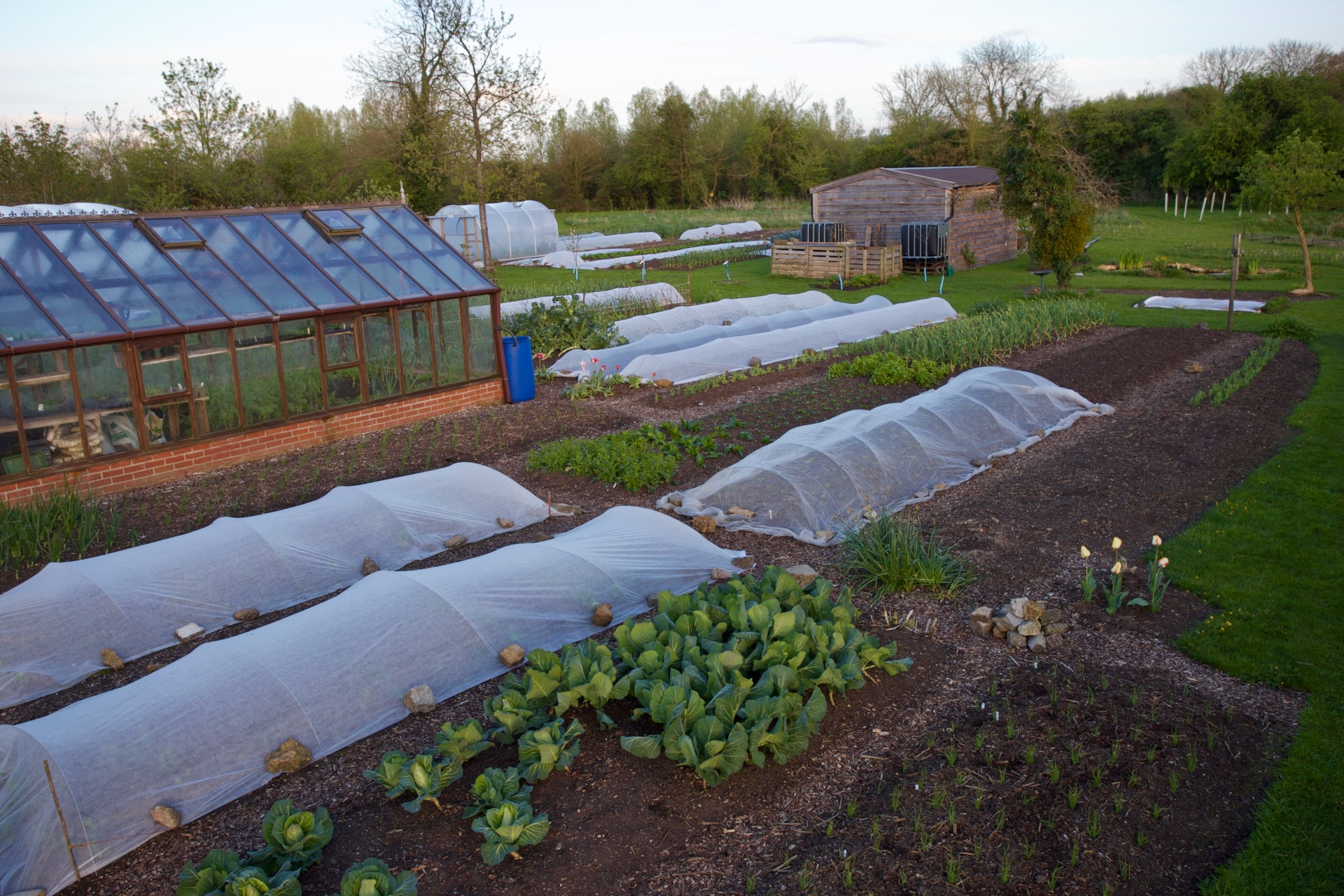 Evening of 14th May, with almost all new sowings and plantings under a cover, mostly of fleece.