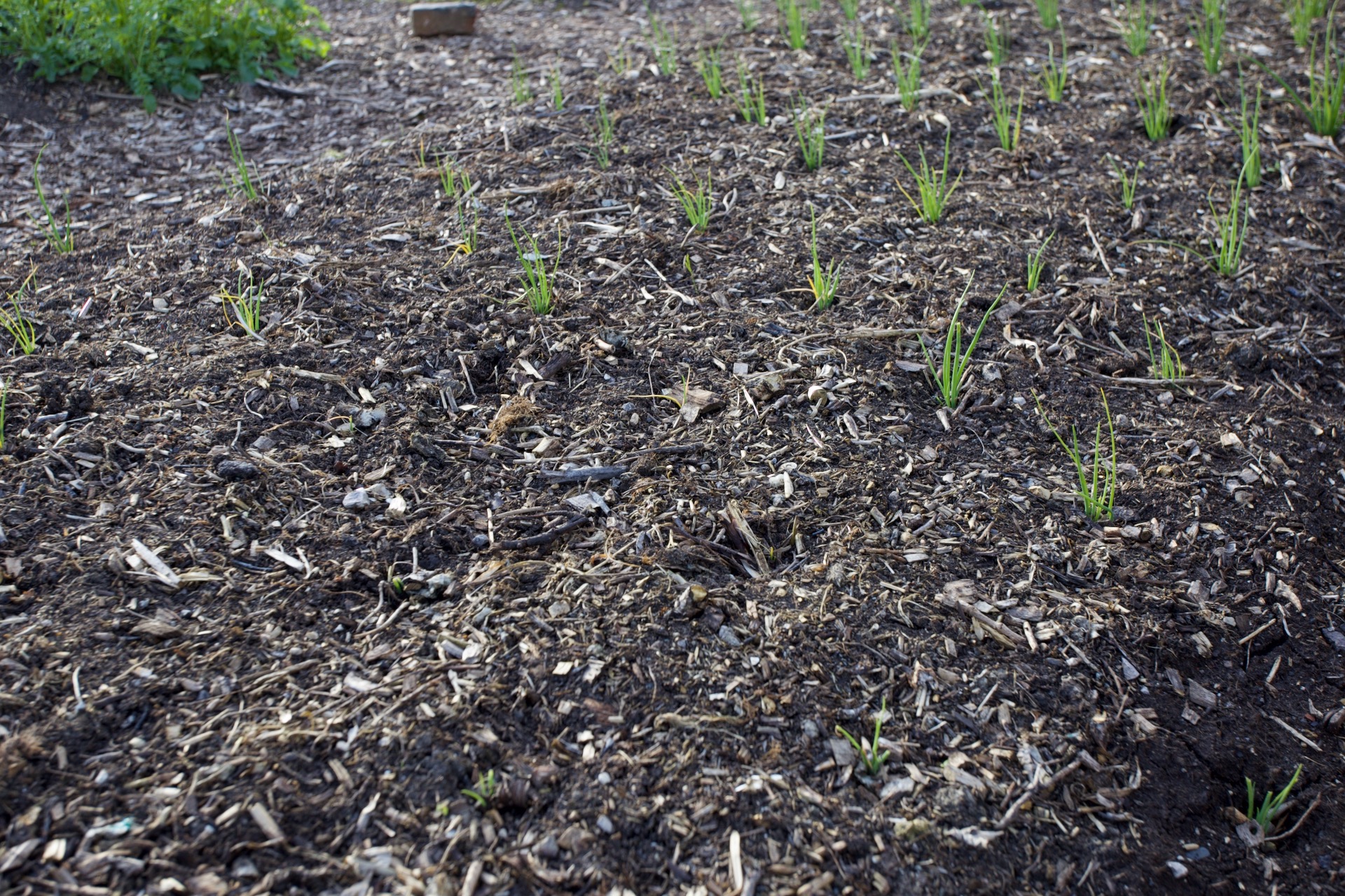 There should be onion seedings close to the camera, but they have been grazed by rabbits and this is near to my greenhouse. This bed is too wide for any of my covers. I'm hoping they stop soon!