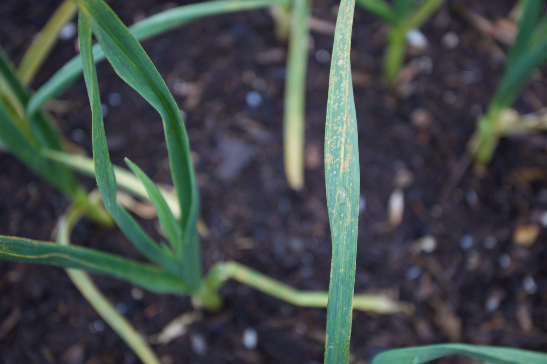Garlic rust Puccinia allii shows as orange spots on older leaves. From this stage it can quickly colonise more leaves and turn them yellow, reducing new growth of the plant.