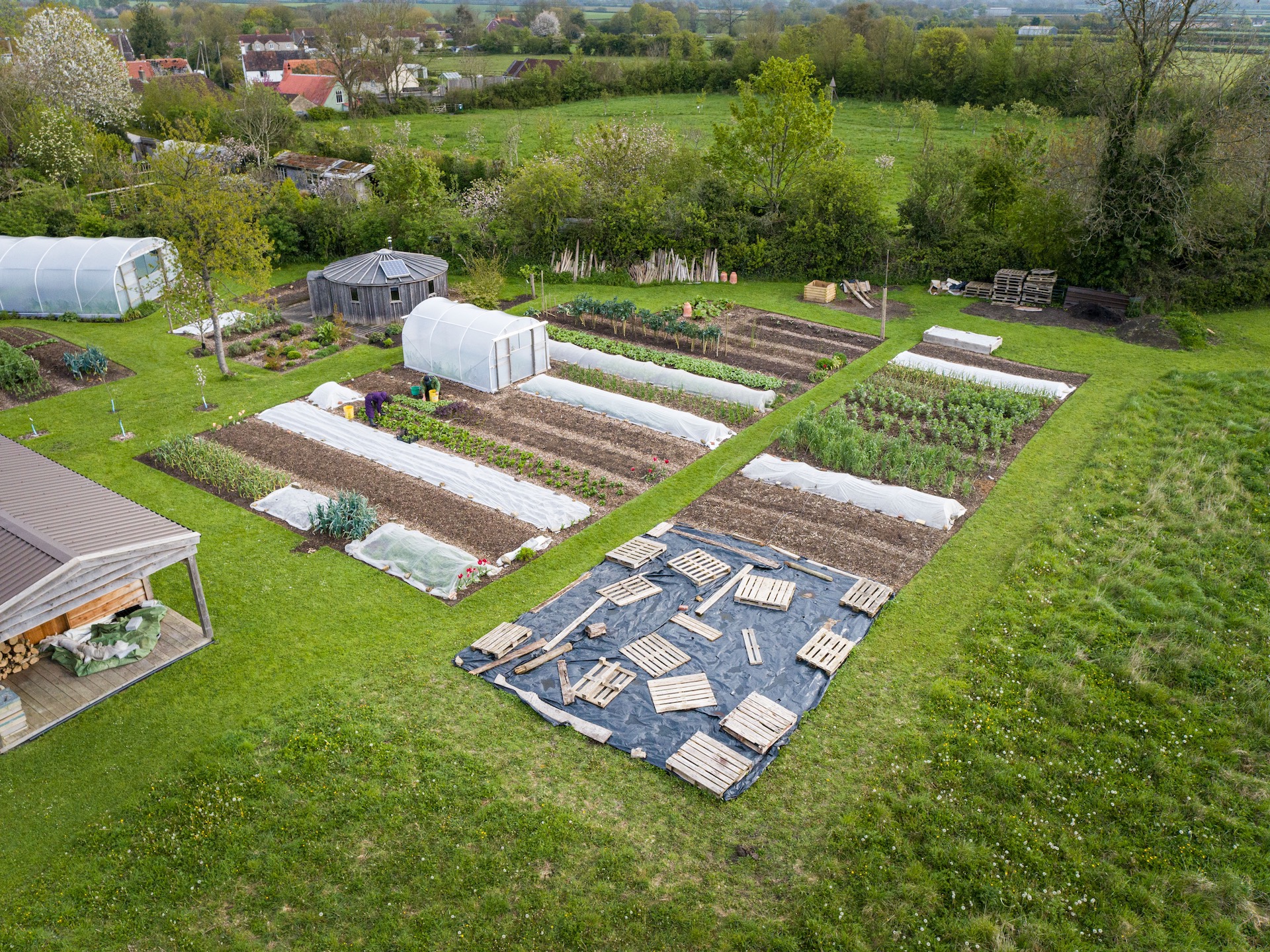 Homeacres new ground is no dig since 2021 580 m², 1/8 acre and it all started as rough pasture, covered with c. 7cm compost on top of cardboard. Or compost underneath plastic as you see closest to camera, which was pasture until January, comprises