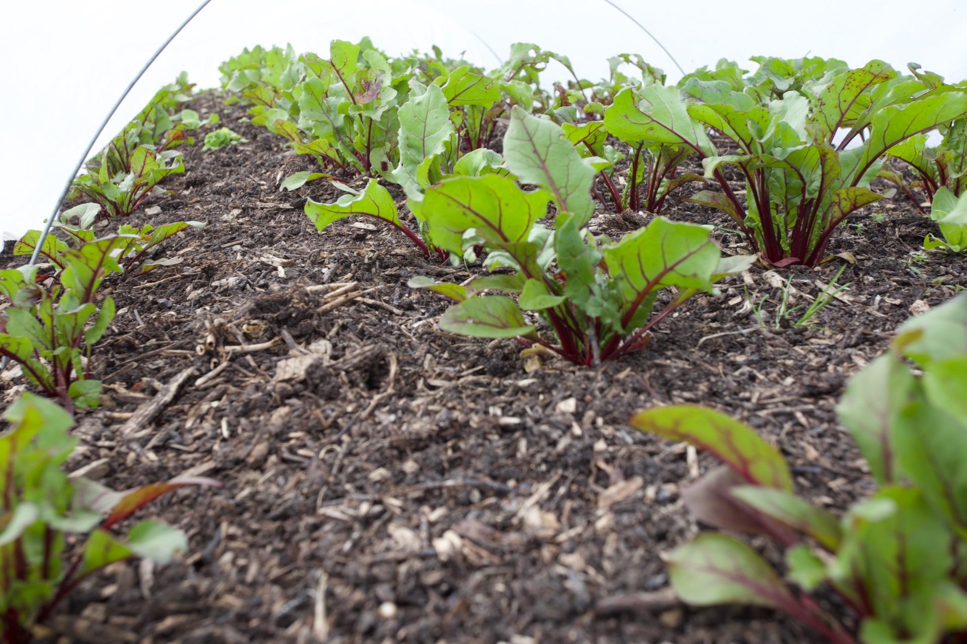 Strong growth results from using a fleece cover on multisown beetroot transplanted 22nd March, this is five weeks later.