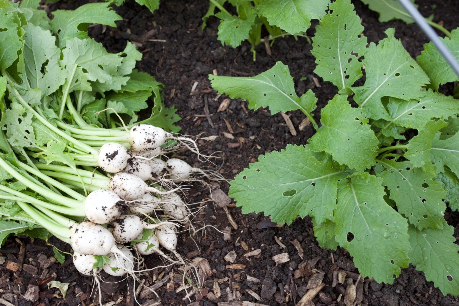 Turnip harvest 24th April, the sweet and dense roots of Tokyo Cross F1, bred in Japan in the early 1950s when food was scarce. 