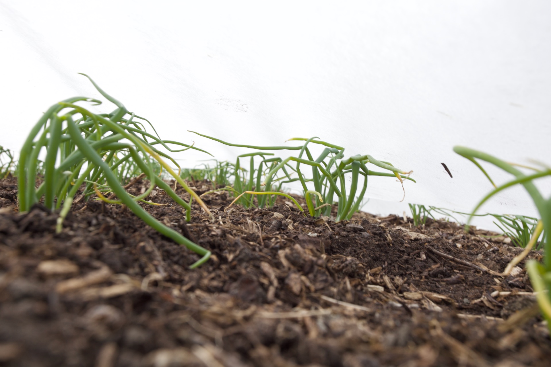Even onions can push a cover upwards and it helps that this is 25 not 30gsm, from Quickcrop. I am keeping it on as protection against leaf miner, maybe until end May.