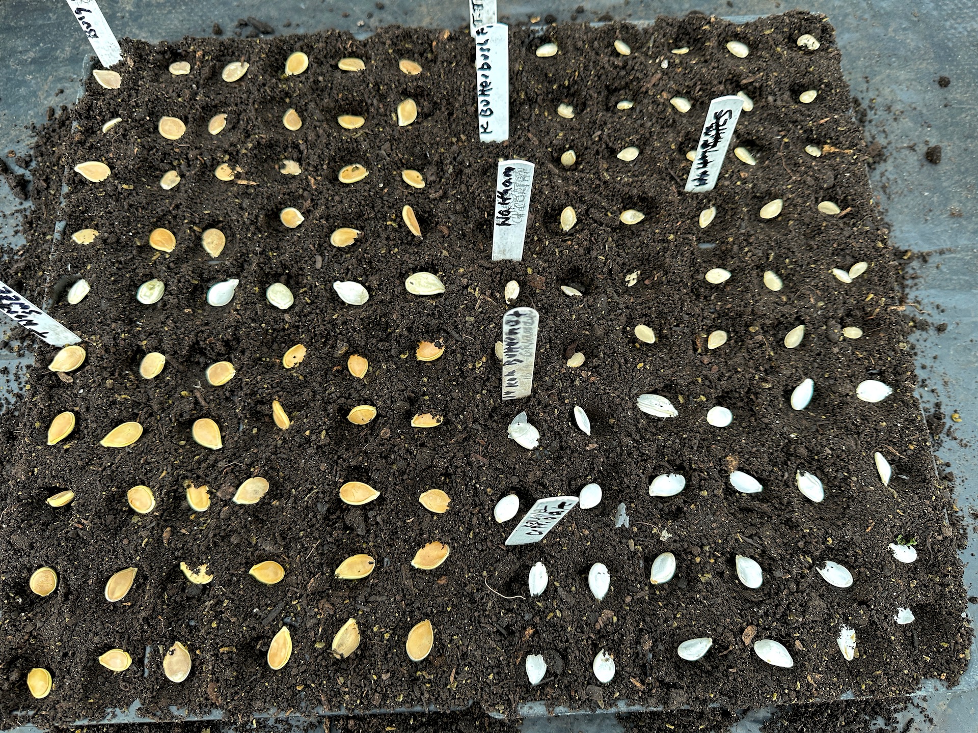 Squash for winter of many varieties, sow under cover by the end of May's first week