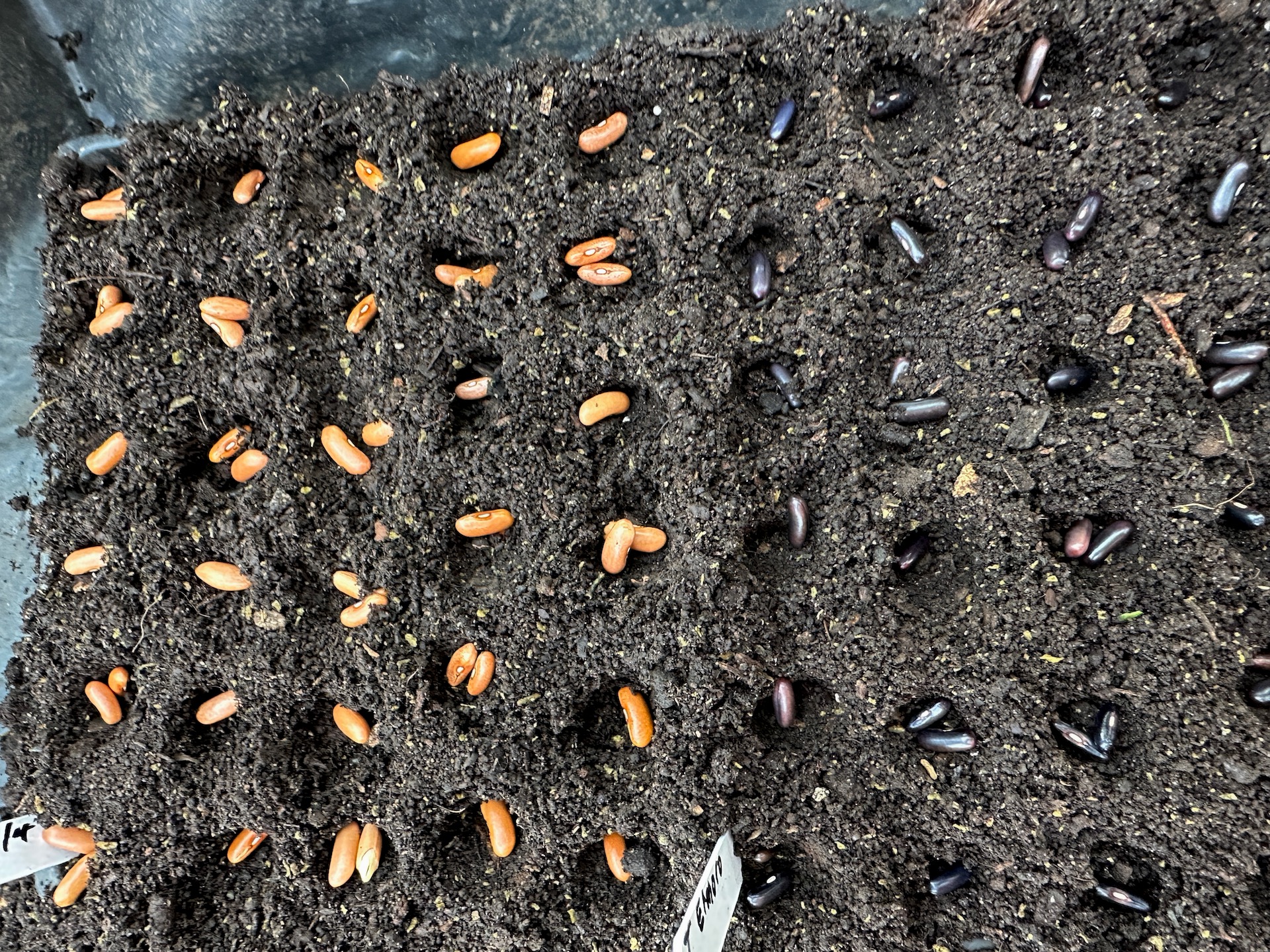 Beans dwarf French sown one or two per cell, usually I thin to one seedling