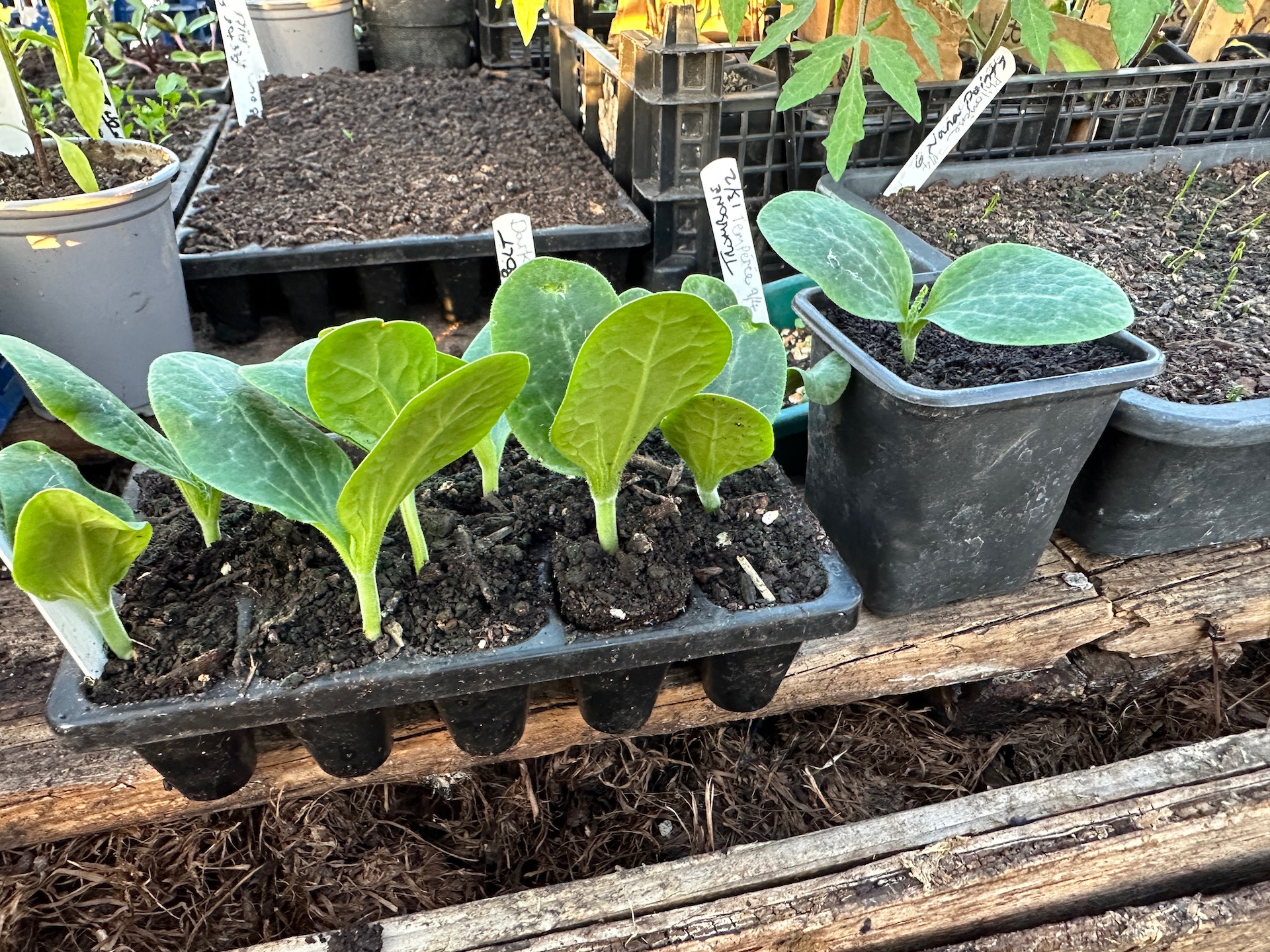 Courgette seedlings 10 days old and ready to pot on, example of one moved to a 7cm pot of the same compost