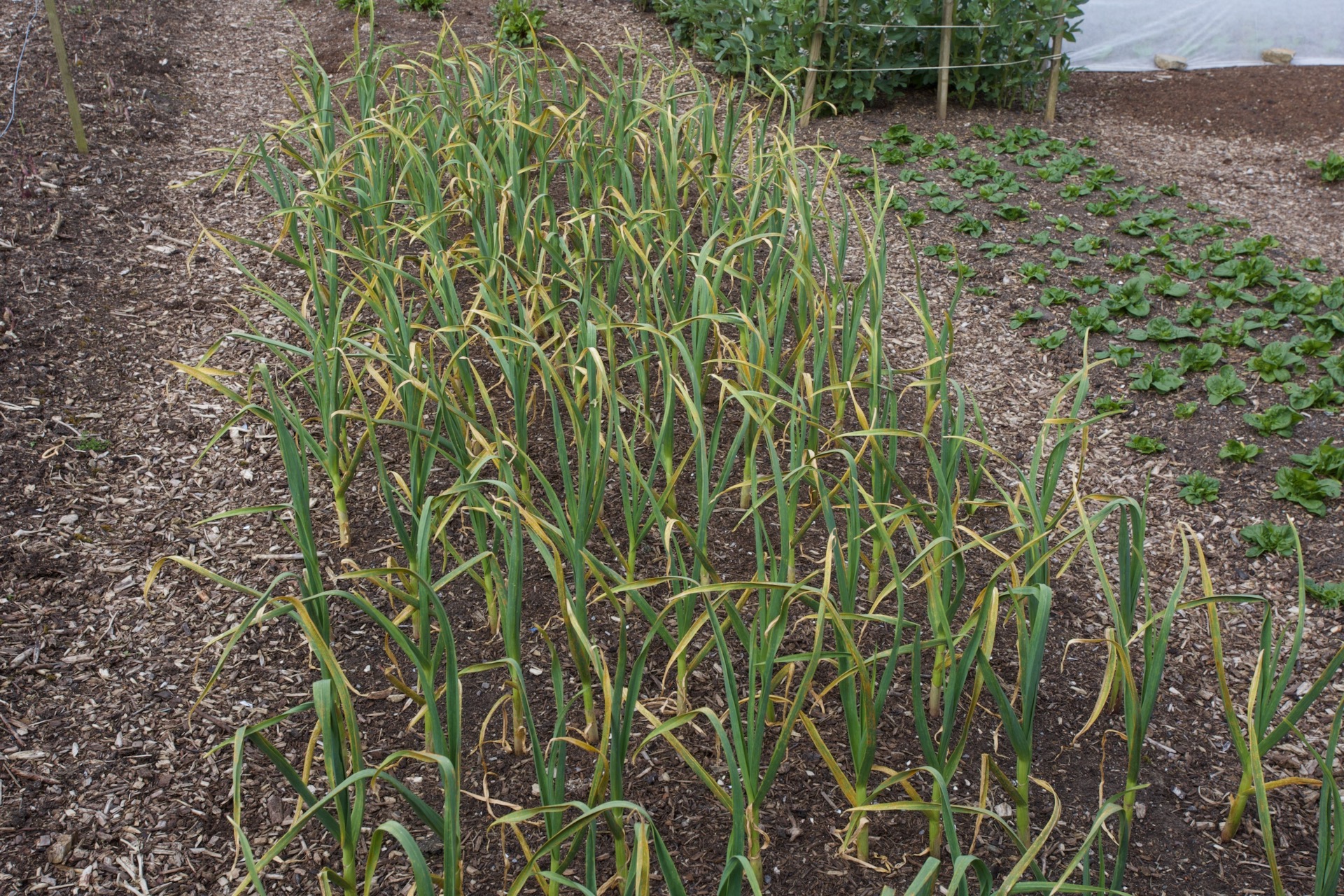 Garlic with mulch of cow manure and wood bedding, looking yellow