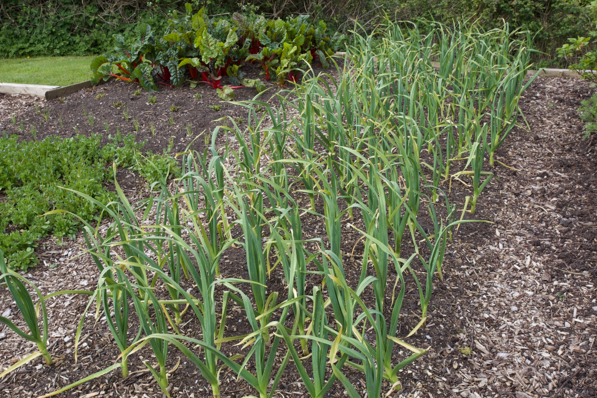 Garlic with same depth mulch of home-made compost and some green waste compost