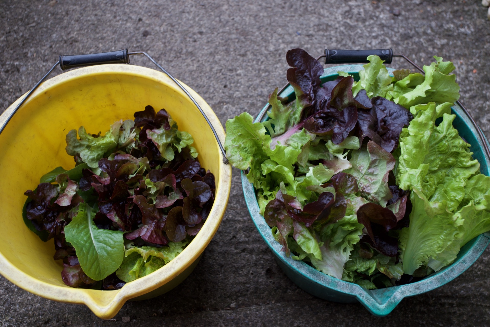 Lettuce pick 30th April gave .32kg from the dig bed and 1.00kg no dig