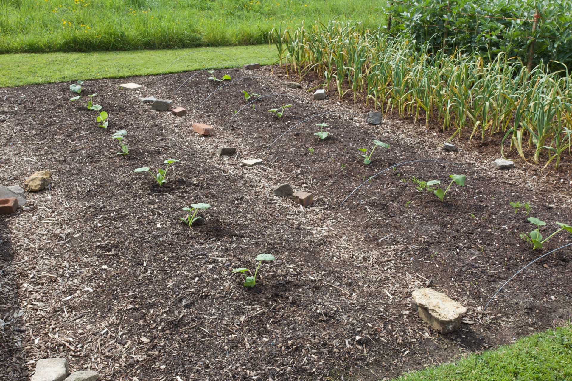 Squash plants at 90cm will cover all the bed and path space here