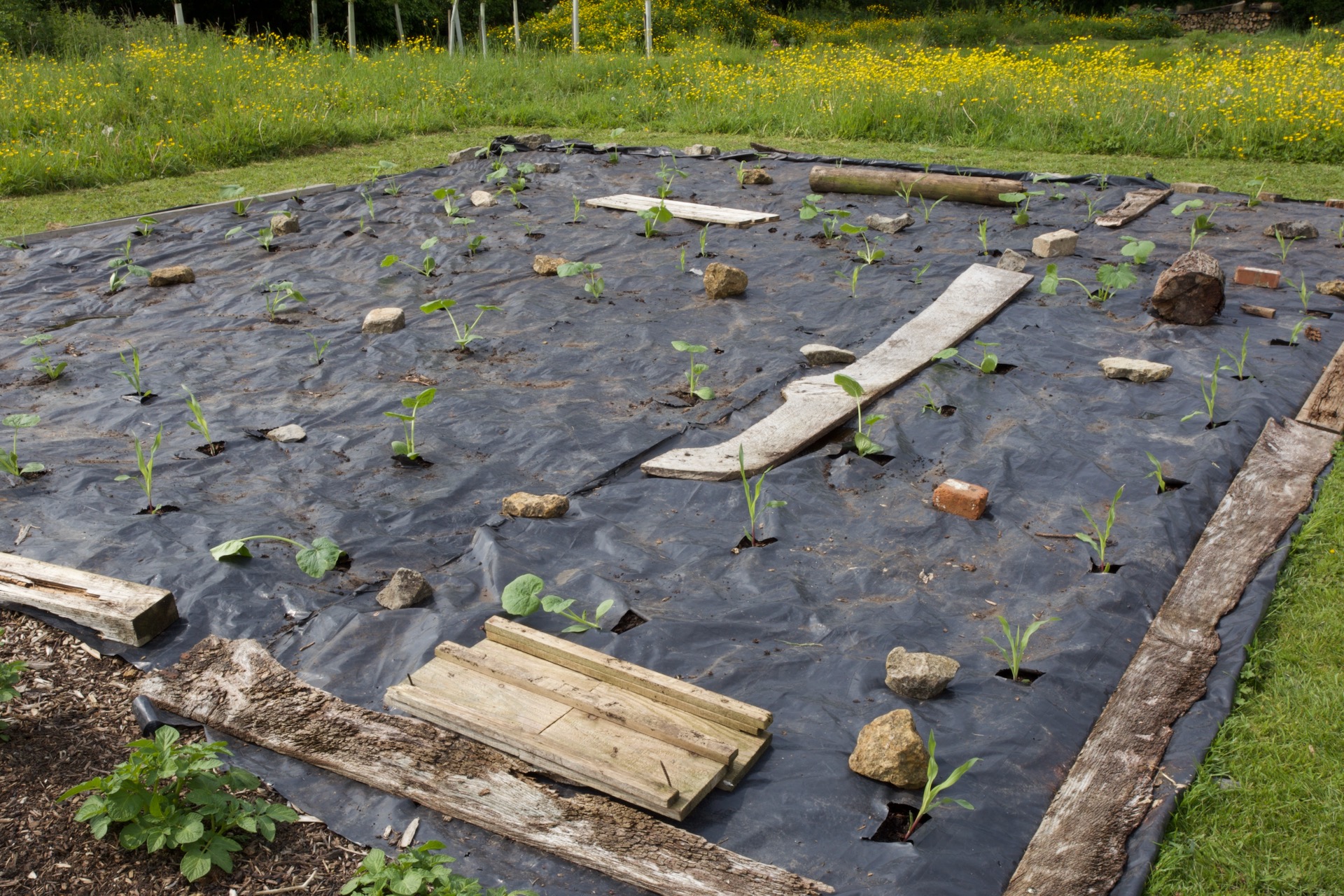 Squash and corn planted through plastic, was strong weeds 3.5 months earlier
