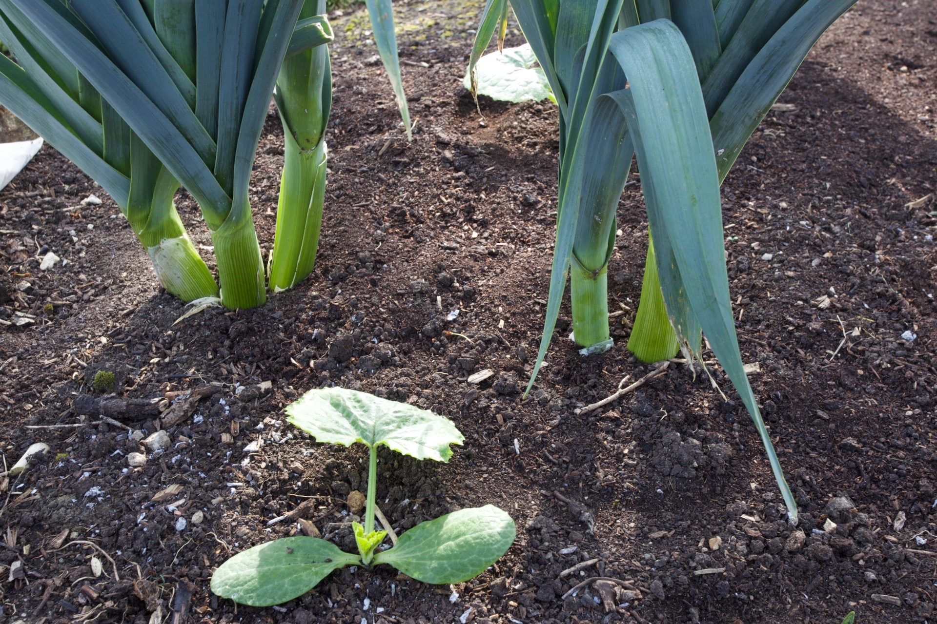 I planted courgettes between leeks which were growing a flower stem, and have now been harvested.
