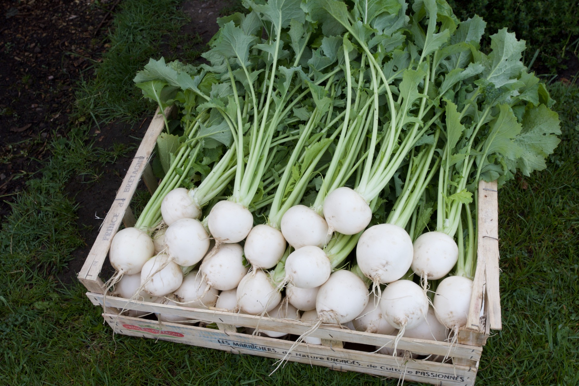 Turnip harvest Temari F1, multisown 16th February and transplanted 20th March, with fleece over throughout. This is as big as they want to be before the texture becomes tough