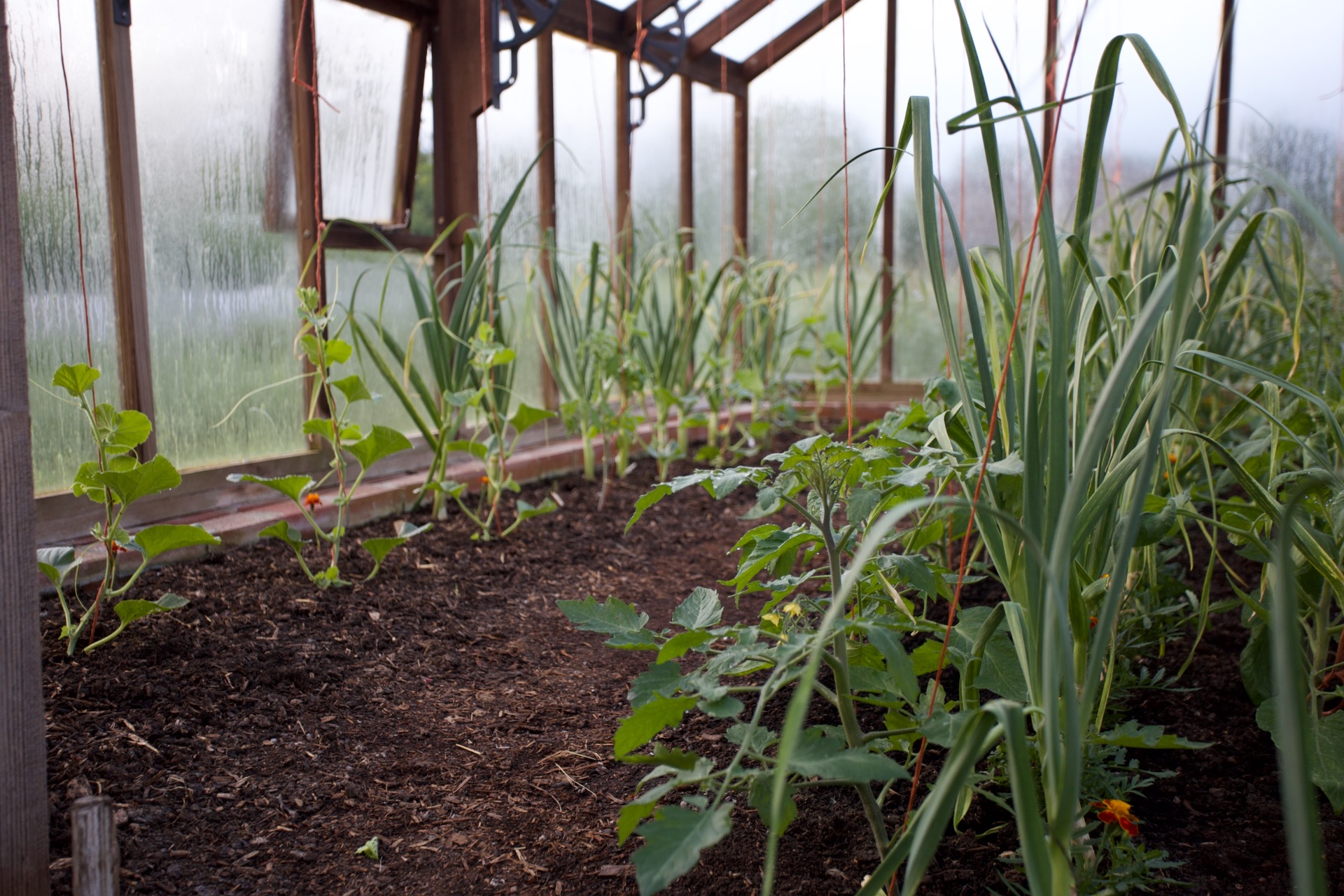 No dig greenhouse 17th May, garlic will soon finish, with tomatoes and melons well established