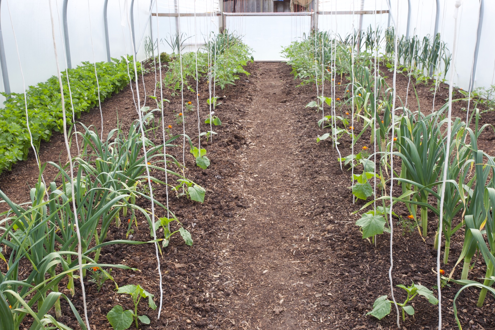 We just planted the 26th April sowing of cordon cucumber plants, to grow up strings. Garlic will harvest 5th June, and celery will harvest from this week