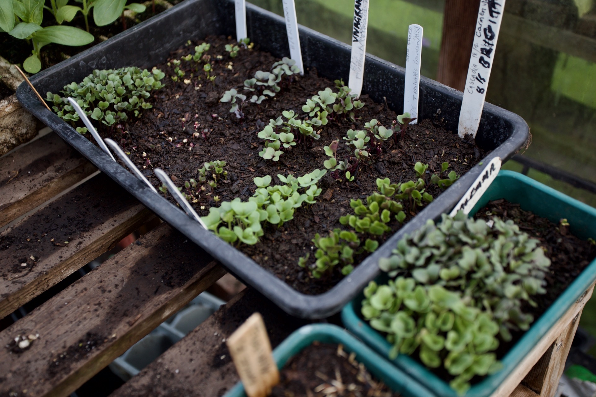 Pricking out stage for seedlings is two leaf and there were 400 cabbage, Brussels sprouts, and kale here. You need only a small tray! Or sow two seeds per cell and thin to the strongest.