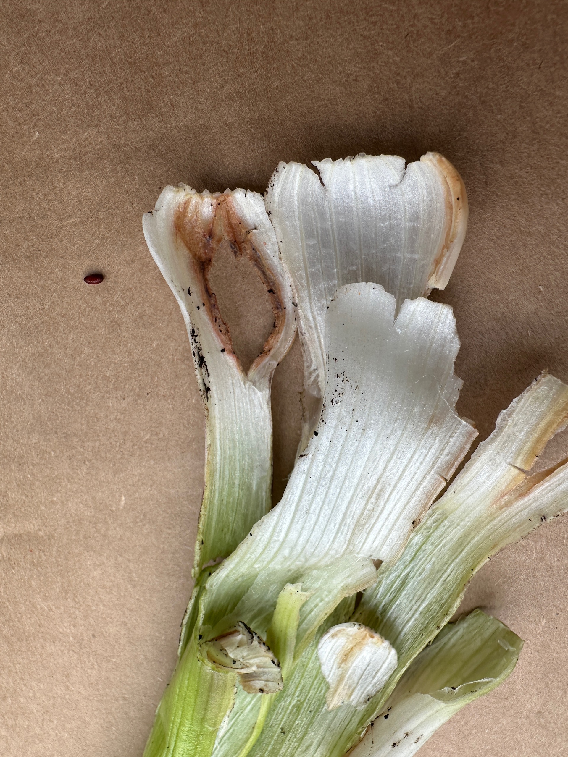 My garlic has not been covered at all. This is Allium leaf miner pupated, with the damaged leaves you see. I don't know how good the harvest will be