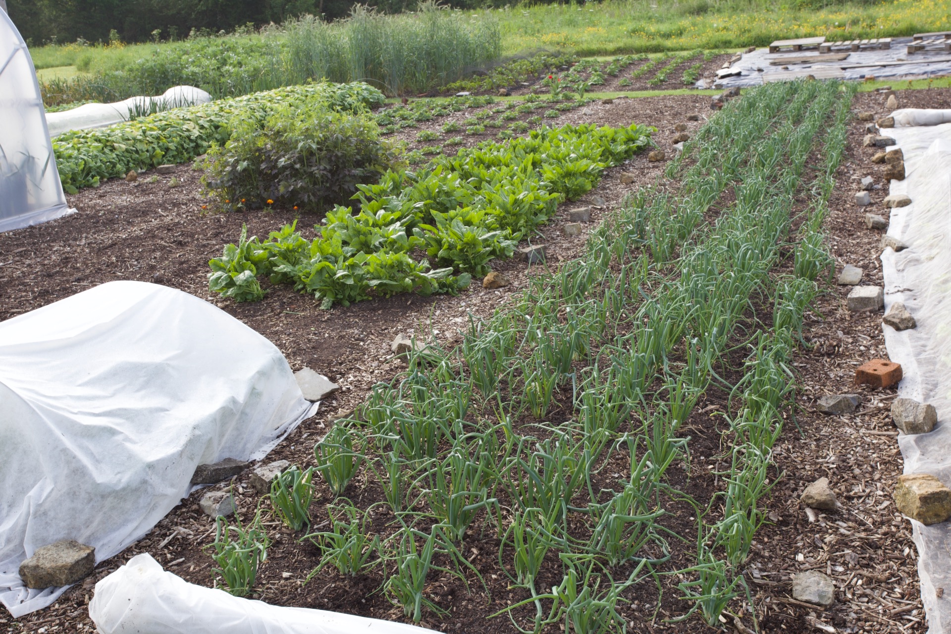 Onions fleeced for 8 weeks since transplanting in March. They pushed it up, it was to reduce Allium leaf miner damage, and I just removed it