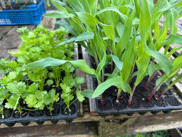 Now is top time for transplanting celeriac and sweetcorn. hese are in my CD60 module trays, with very little compost needed, and we have not fed them at all.