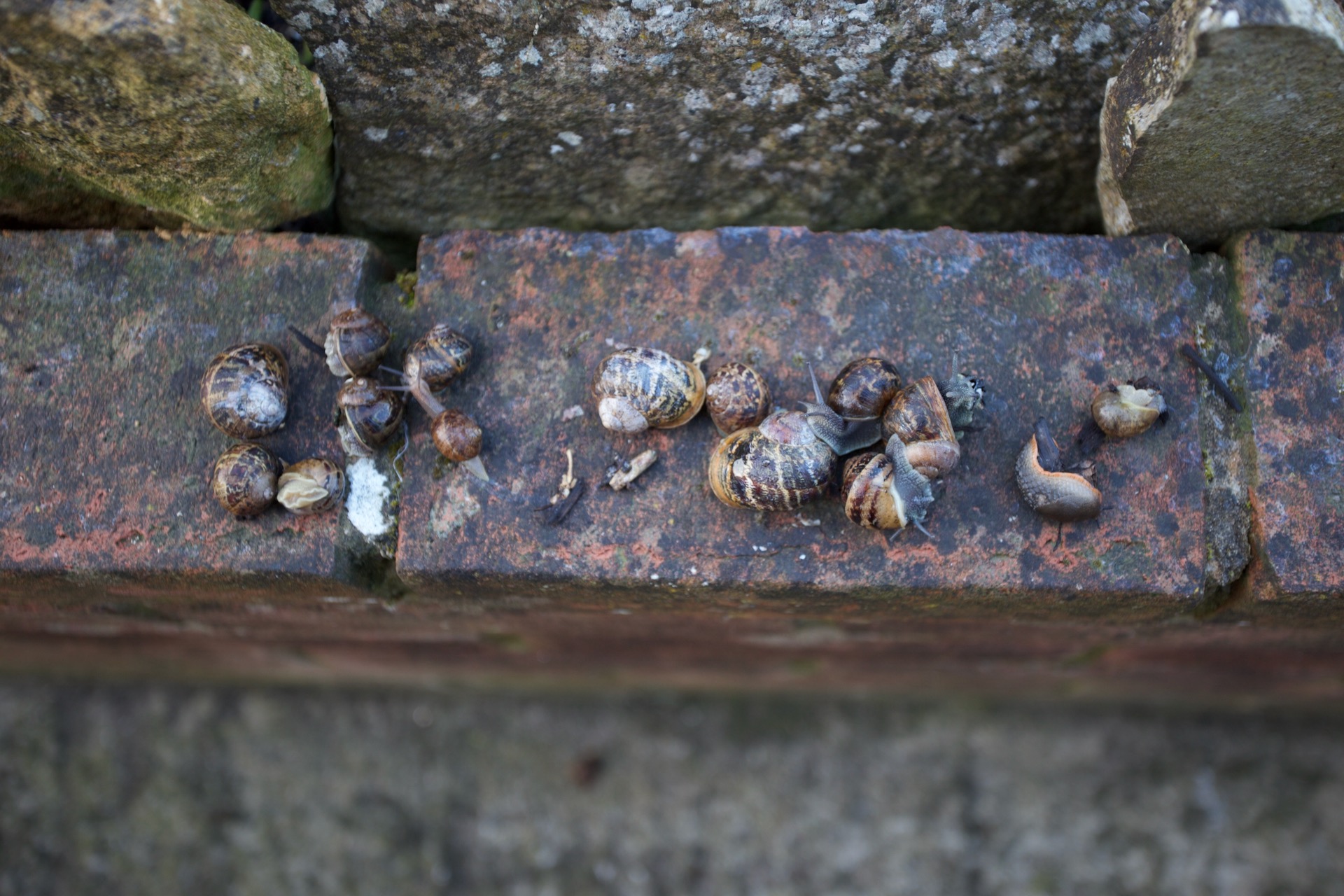 These slugs and snails were hiding behind an ornamental stone along a flower border