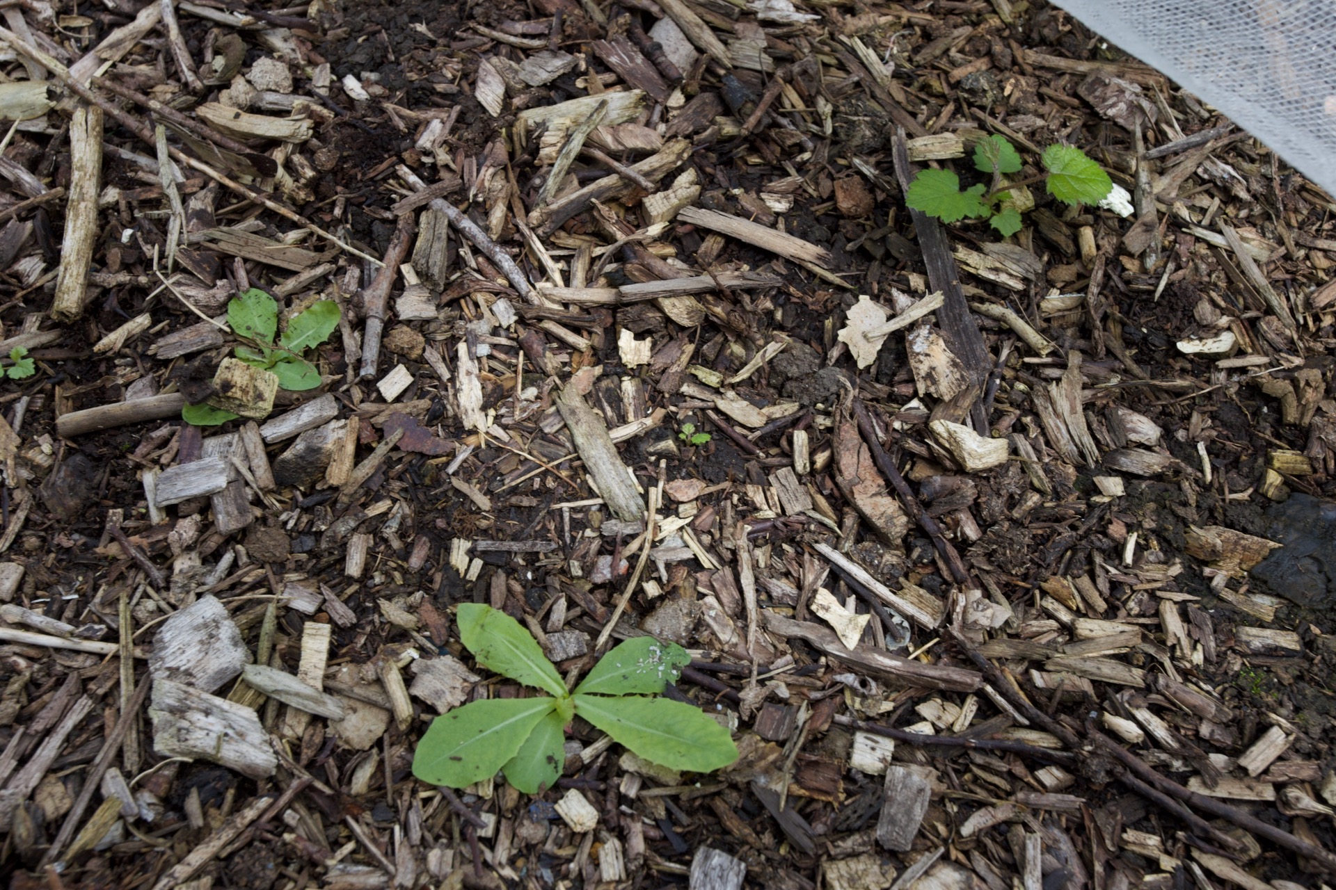 Dandelion seeds blew in and they garminate redily in pathways, likewise blackberries. At this stage you can pull them, or use a trowel without needing to go deep.