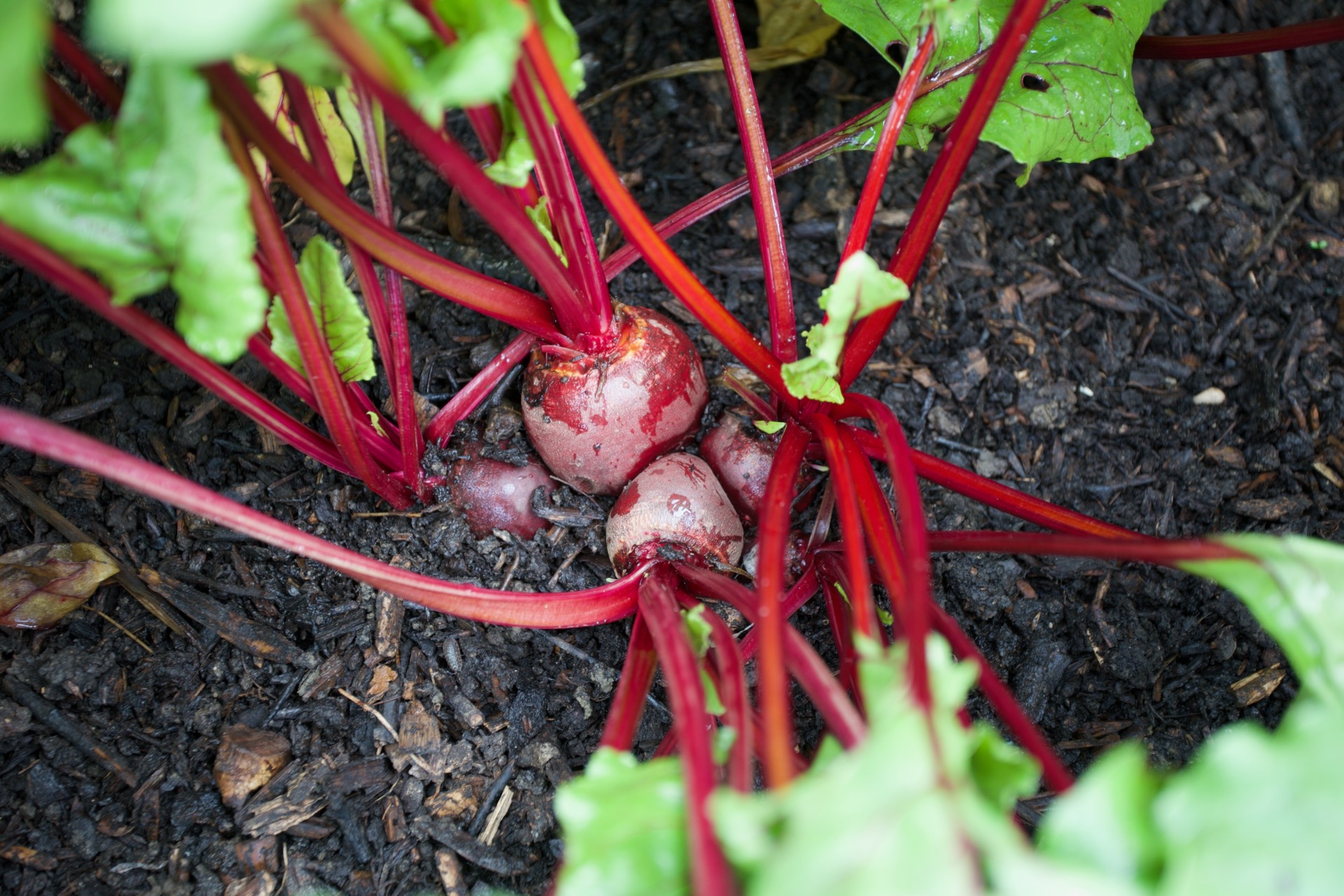 29th May is early for harvesting beetroot, and a fleece cover for seven weeks made this possible. Multisown 25th February, transplanted 22nd March
