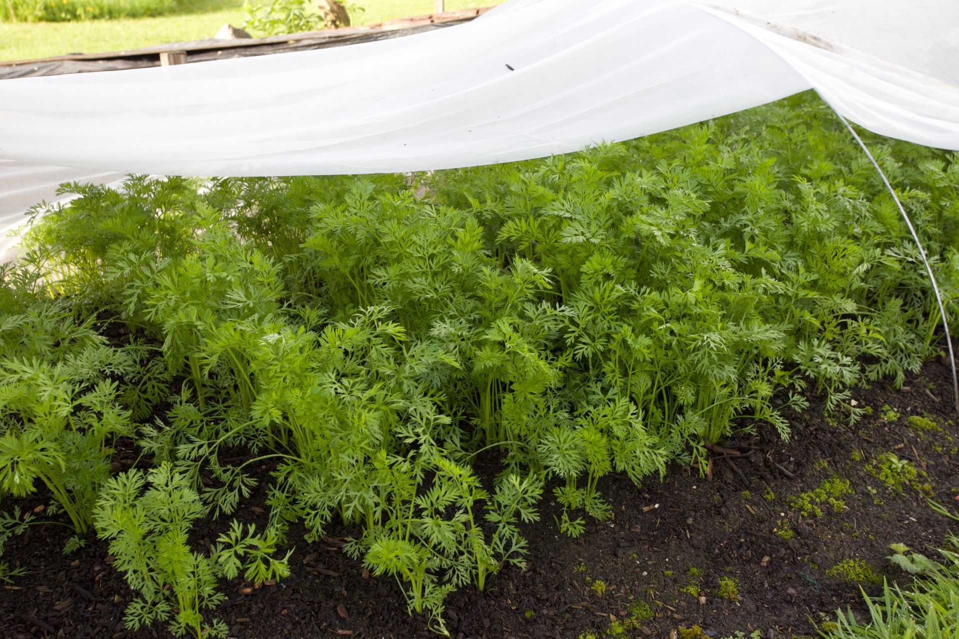 My best success with carrots is this bed sown early April, and covered by a soft mesh made from plant matter. It's a little warmer than plastic mesh