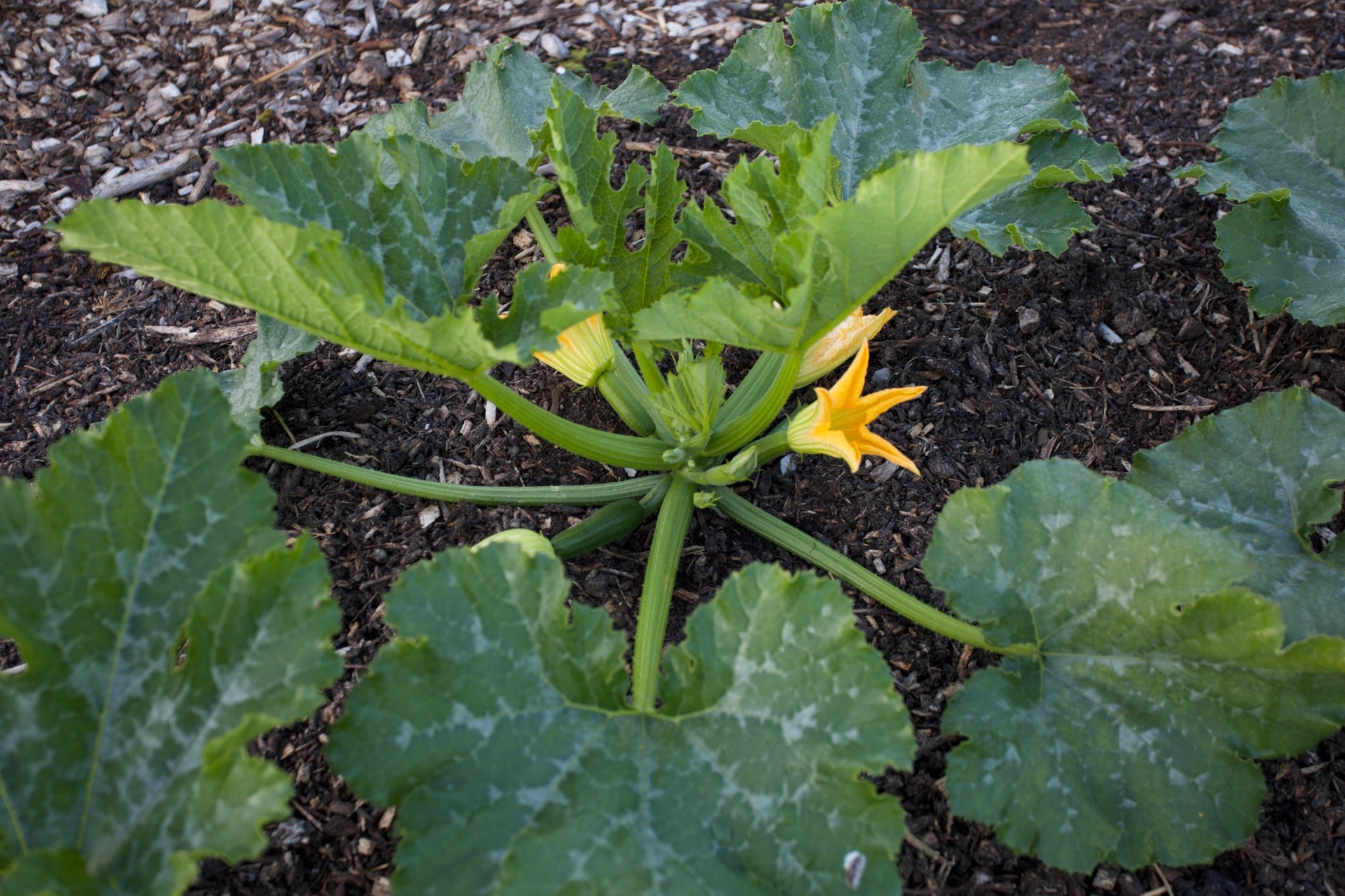 Courgettes Zelia F1 on 2nd June outside, sown 9th April and planted 4th May with fleece over, before 10 warm days. Success from timing, skill, local knowledge of weather.