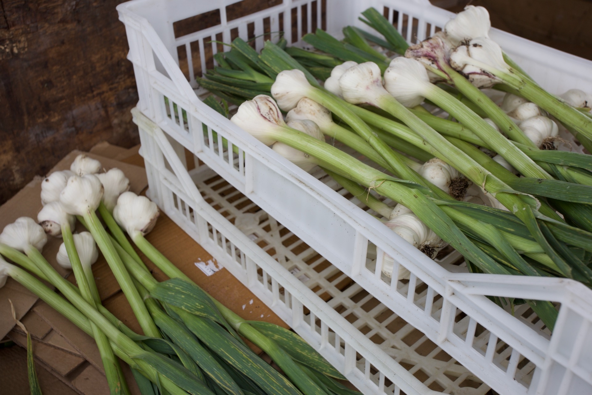 Garlic harvest 30th May from my greenhouse. I peel the outer skin at harvest time because it comes off more easily at that point, also cut the main roots so they will be clean to hang in the house