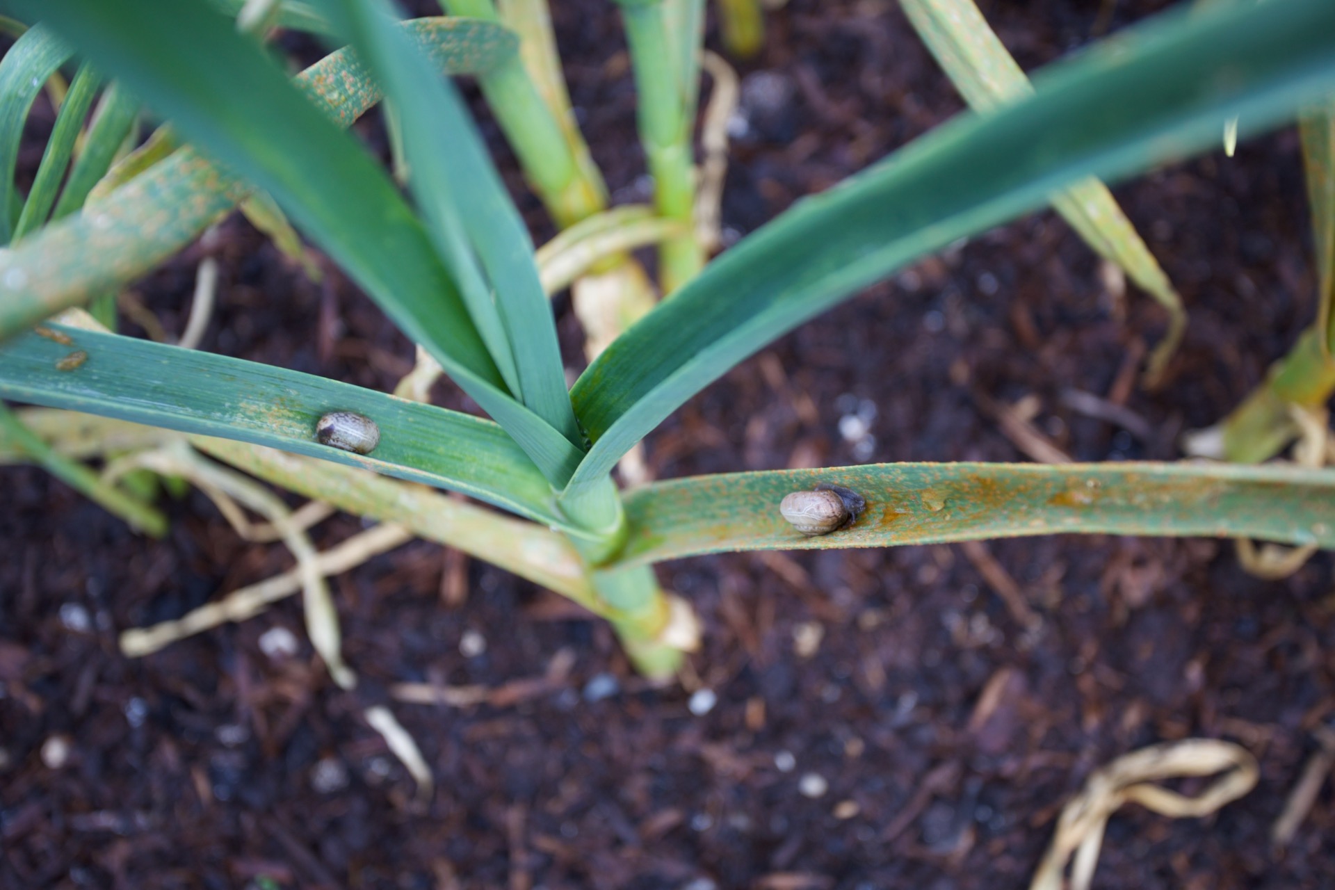 I'm finding snails everywhere, but at least on garlic they do little damage
