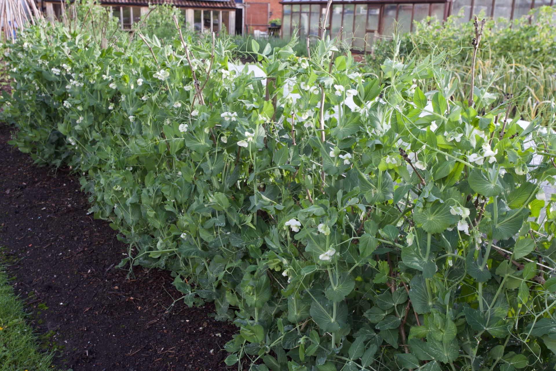 Peas Hurst Greenshaft in late May, sown direct early March, harvest in three weeks