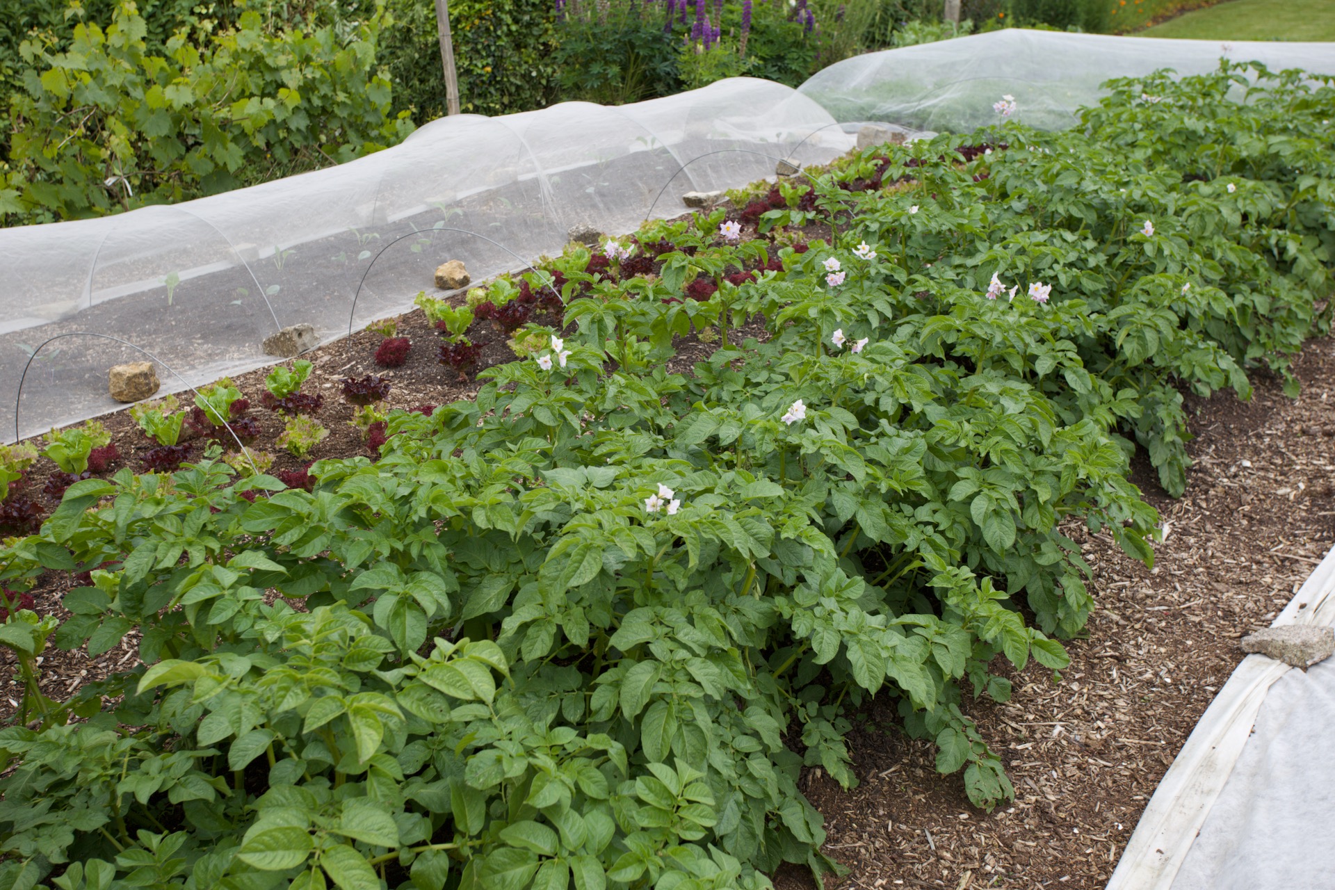 Charlotte potatoes in a different trial area, seeing how it works not to rotate, and these are now year 10 in the same bed
